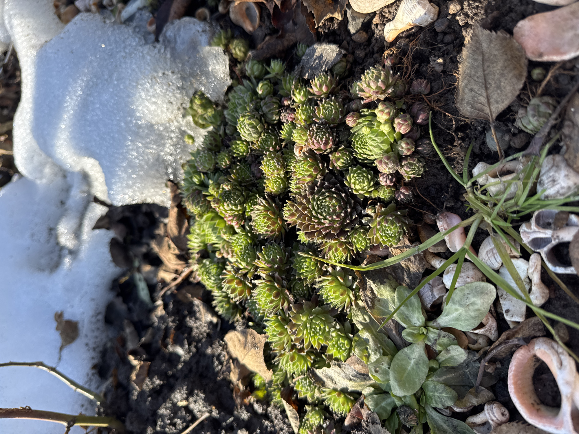The image shows a patch of Sempervivum succulents, also known as Hen and Chicks, growing in a garden bed next to a patch of melting snow. Debris from leaf litter, small pebbles, and some seashell fragments surround the plants. There are also other low-lying plants nearby.
There is no evidence within the image that confirms the location is Chaikovsky, Russia.