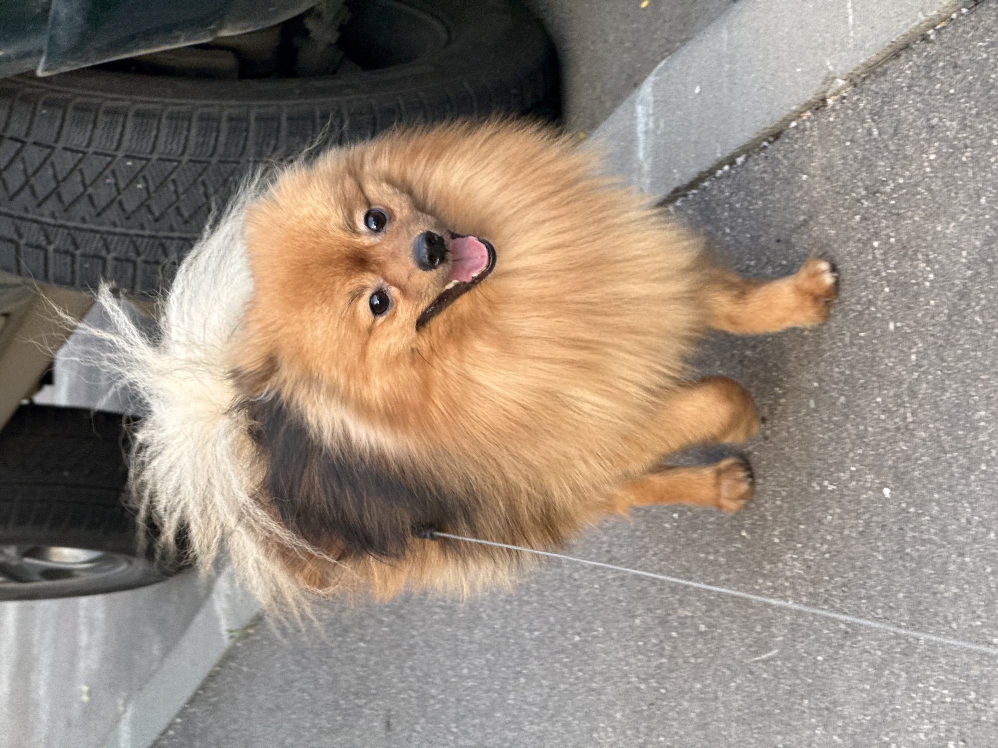 An overhead photograph captures a fluffy Pomeranian dog, predominantly light brown with darker brown and cream-colored fur patches, looking directly upwards at the camera. The dog's mouth is slightly open, revealing its pink tongue, and its dark, round eyes appear bright and engaged, suggesting curiosity or excitement. A thin, grey leash is attached to the dog and extends out of view towards the bottom right.
The dog is standing on a textured, grey paved surface, which appears to be a sidewalk or street. In the upper left background, part of a black car tire with distinct tread patterns is visible. A light grey curbstone runs along the right edge of the paved surface. The natural lighting indicates it is daytime. There is no visible text in the image.