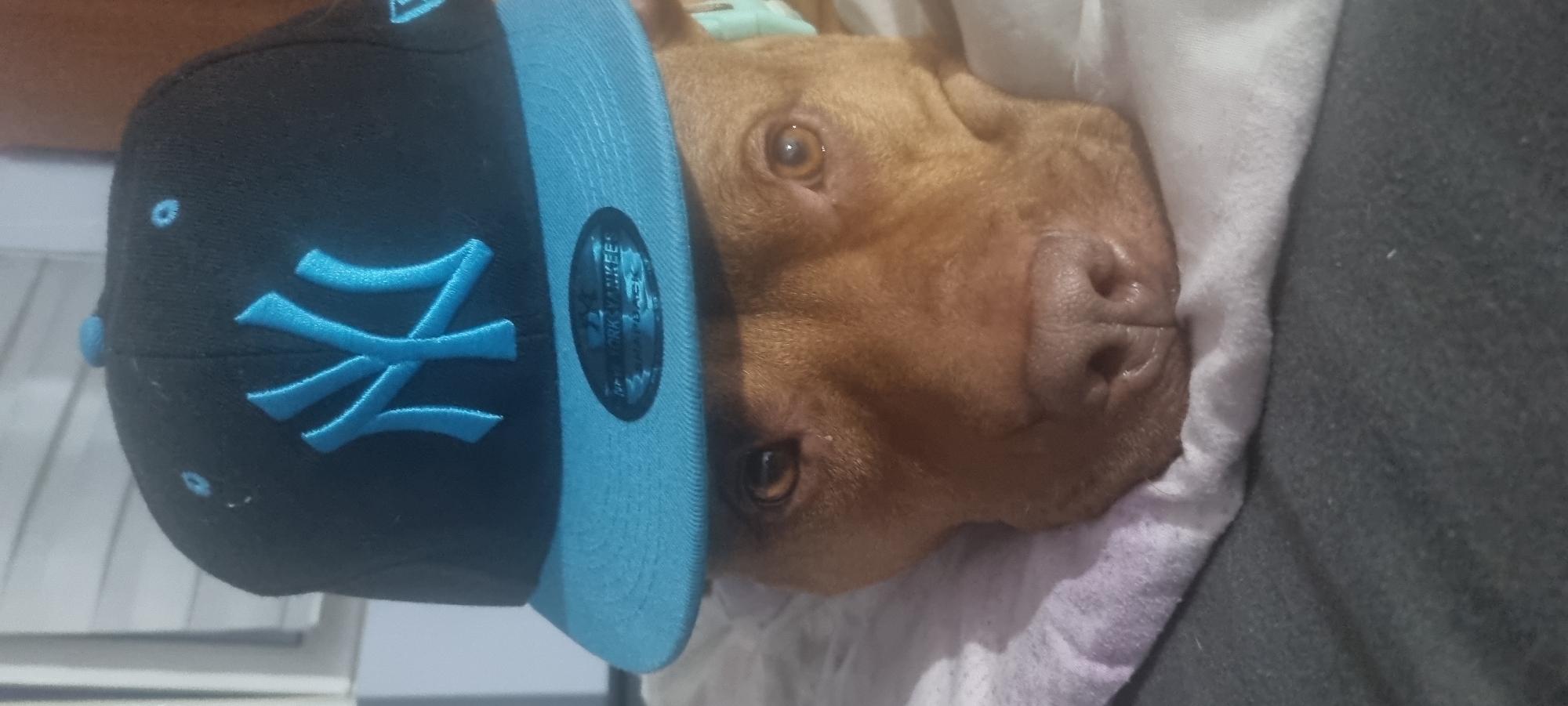 A close-up, portrait-oriented image shows a brown dog, likely a Pitbull or similar breed, resting on its side. The dog has short, reddish-brown fur, warm brown eyes, and a dark, wet nose. Its expression appears calm and relaxed, looking directly towards the viewer.
A black baseball cap with a light blue brim and a prominent light blue "NY" logo (representing the New York Yankees) is perched on the dog's head, tilted slightly to the left. The cap has small, light blue eyelets visible on its crown. On the light blue brim, there's a black and silver sticker. Visible text on this sticker includes "NEW YORK YANKEES" and "NEW ERA," indicating the brand and team. Other smaller text on the sticker is partially obscured but suggests details like "59FIFTY" or "FITTED CAP."
The dog is nestled on soft bedding. A light-colored, possibly white or off-white, blanket or sheet is visible around its head and under its chin. To the right of the dog and the light bedding, a darker, textured fabric, likely a grey or dark-colored blanket or bedspread, completes the background. The lighting is soft and even, suggesting an indoor setting. The overall scene conveys a sense of comfort and a touch of playful humor due to the dog wearing the cap.
