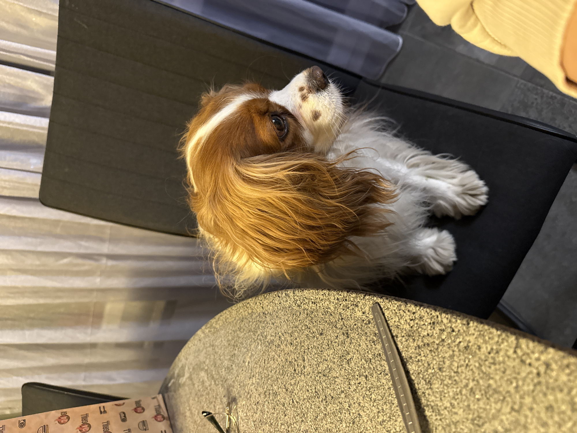 A Cavalier King Charles Spaniel lies on a black chair, looking upwards and to the right. A round, textured table is in the foreground with objects including a ruler, eyeglasses, and a fast food restaurant bag on it. The background includes a curtain and what appears to be part of a couch or seating area. There is no information given in the image that indicates its location is Sofia, Bulgaria.
