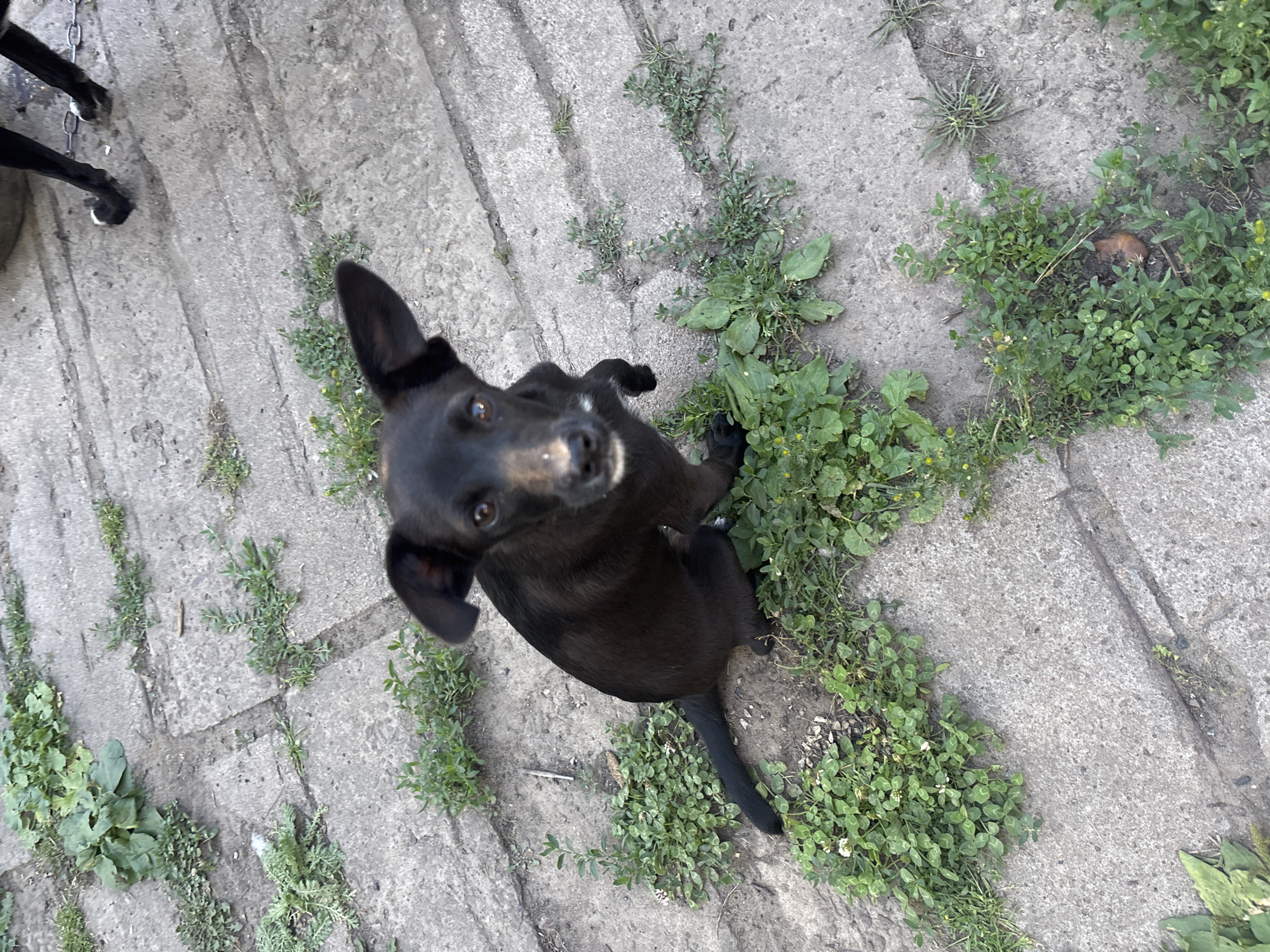 This is a high-angle, full-body shot of a small black dog with floppy ears, sitting on a concrete pathway with sparse vegetation. The dog is looking directly up at the camera with an alert and curious expression. Its eyes are dark and wide, and its snout has a lighter patch of fur. The dog's tail is visible, extended behind it.
The setting appears to be an outdoor area, possibly a yard or park, with large, gray concrete slabs forming the ground. Green weeds and clover are growing in the cracks between the slabs and around the edges of the pathway. In the upper left corner of the image, the hind legs of another black animal, likely another dog, are visible, with white markings on its paws. A chain is attached to one of its legs.
The lighting suggests it is daytime, with natural sunlight illuminating the scene. The overall mood is casual and observational, focusing on the dog's engaging gaze. There is no visible text in the image. The location context is Velykyi Sukhodil, Ukraine.