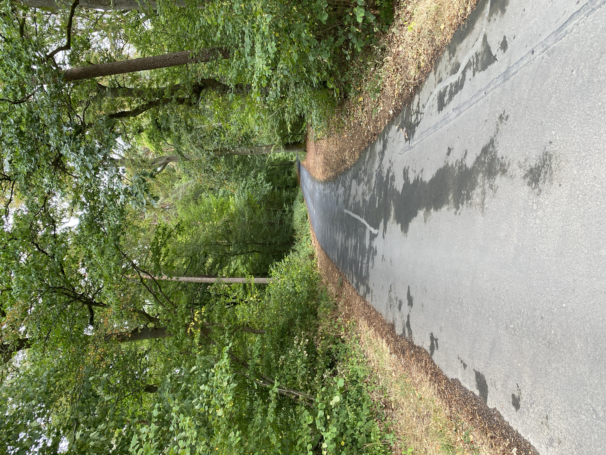 The image depicts a paved, winding road through a dense forest. The road is wet, with dark patches indicating puddles or dampness. There is a white line marking the center of the road, which appears to be a single lane in each direction. The surrounding environment is characterized by lush green trees and foliage on both sides of the road, with fallen leaves scattered along the edges. The sky is not visible, but the lighting suggests an overcast or shaded day. The scene appears to be a natural, wooded area, likely a park or a nature trail, and could be located within the city of Altenkirchen, Germany, given the prompt's context. There are no people, animals, or discernible man-made structures other than the road itself.