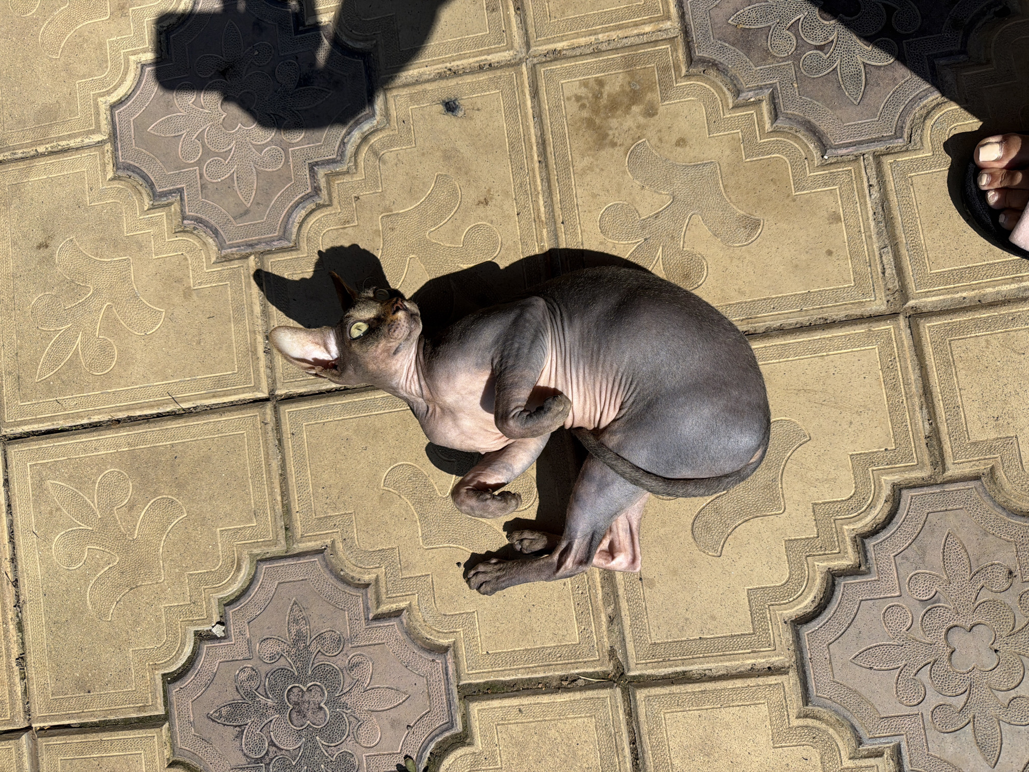 A hairless cat with green eyes lies on its back on a patterned stone patio under direct sunlight. The cat is dark grey and appears relaxed. The patio is made of large, square, yellow-toned stones with raised decorative patterns. Shadows of a person and their feet, wearing dark sandals, are visible on the patio to the right and bottom of the image. The scene appears to be outdoors in a residential area.