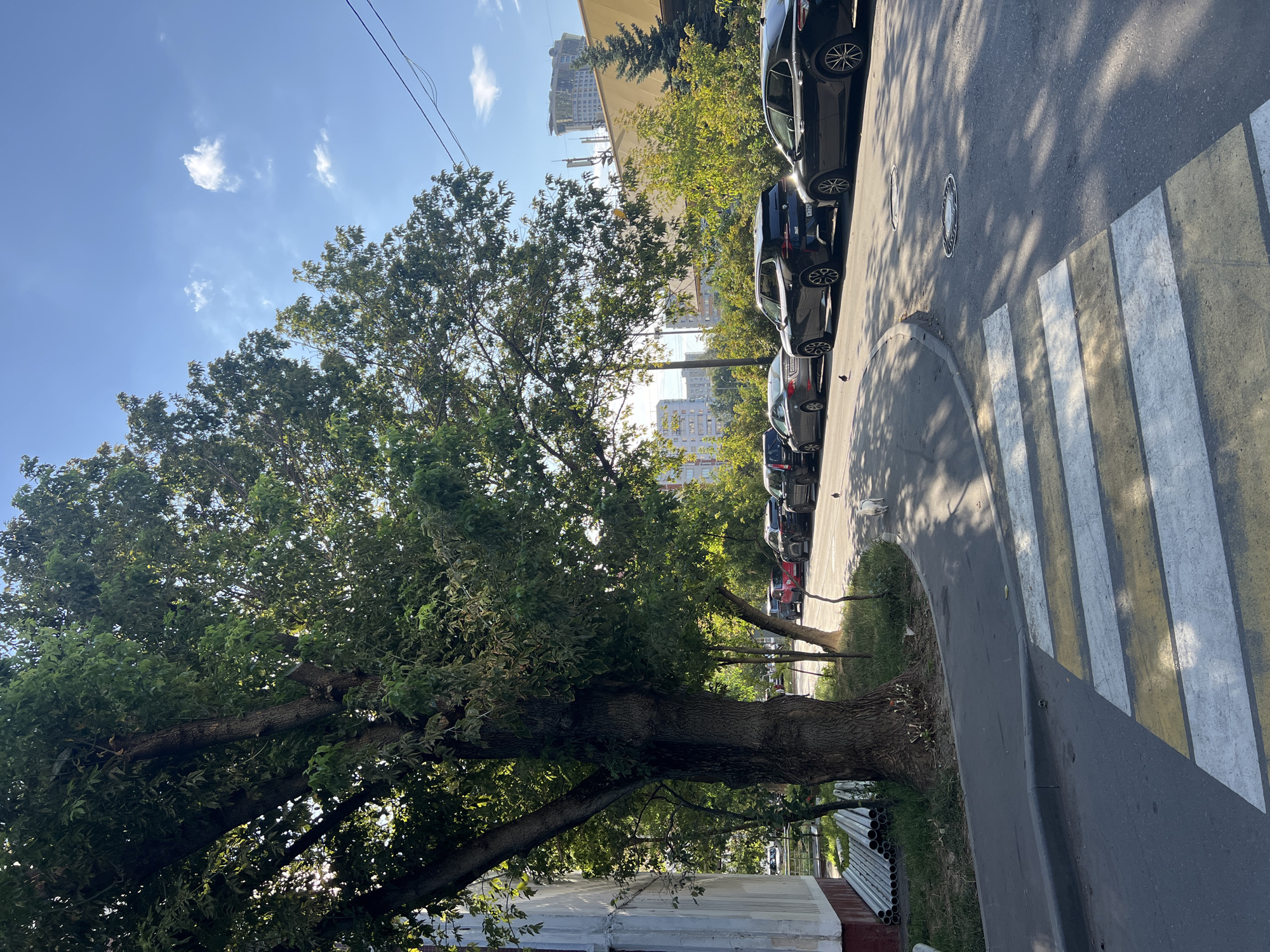 A bright, sunny daytime shot captures a pedestrian crossing in Moscow, Russia, on a tree-lined street. In the foreground, a crosswalk with yellow and white stripes marks a section of asphalt. To the left, a building with a white facade is partially visible. A large, mature tree with dense green foliage dominates the left side of the frame, its branches extending over the street. Parked cars, including several black SUVs and sedans, are lined up along the right side of the road. The background reveals more trees and several multi-story buildings, suggesting a residential urban environment. A small white dog is seen walking on the grass near the curb, and a pigeon stands on the asphalt further down the street. The sky is a clear blue with a few wispy white clouds.