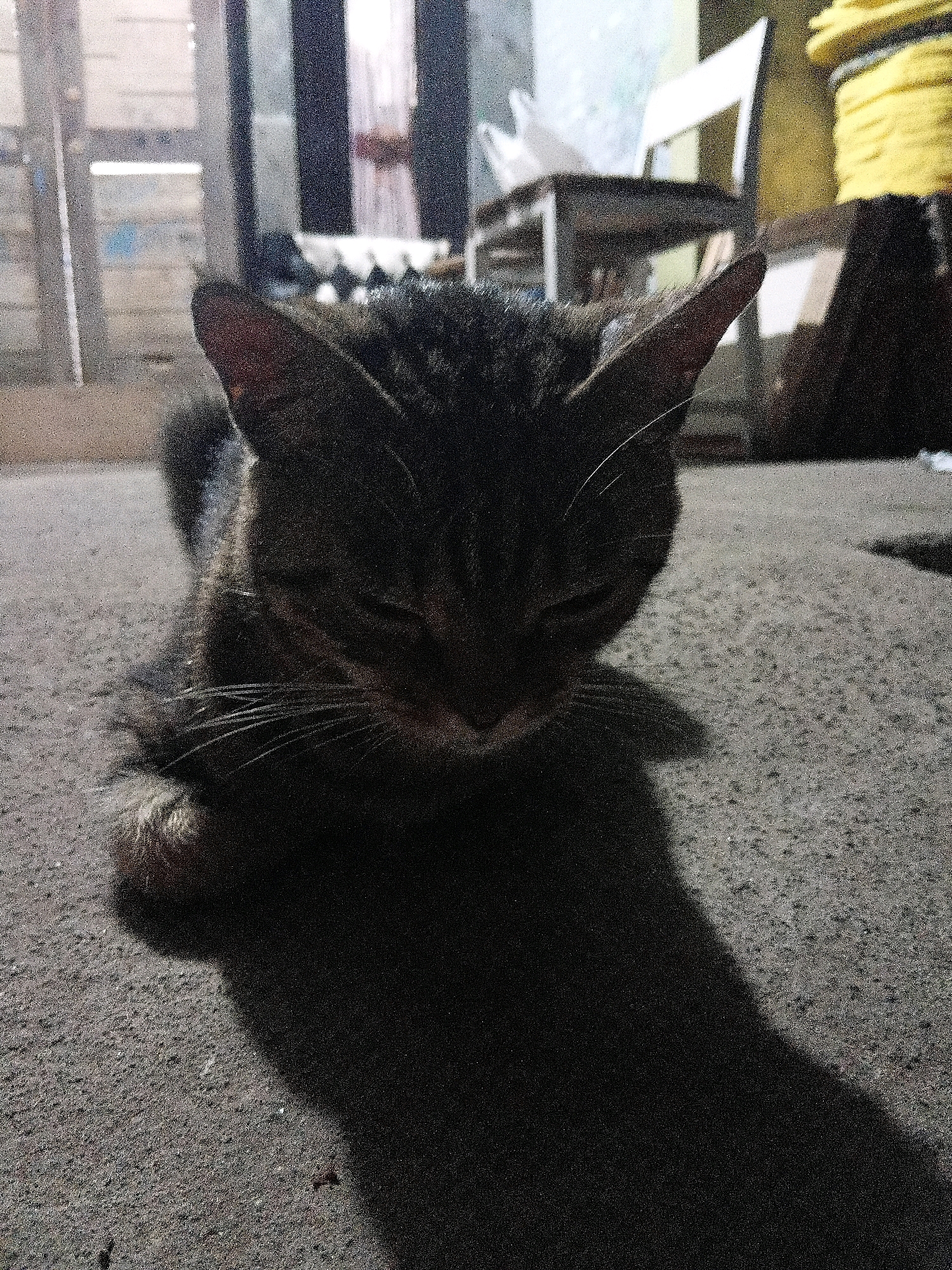 A tabby cat is resting on a paved surface, possibly a street or courtyard, in Cikal, Indonesia. The cat is facing downwards, with its eyes closed or nearly closed. Its fur is dark with tabby markings. A distinct shadow of the cat is cast on the ground. In the background, there are structures that appear to be buildings with doorways and possibly windows. A chair and a yellow object, possibly stacked items, are also visible in the background. The overall lighting suggests it is either early morning or late evening, with a noticeable shadow indicating a light source from the side.