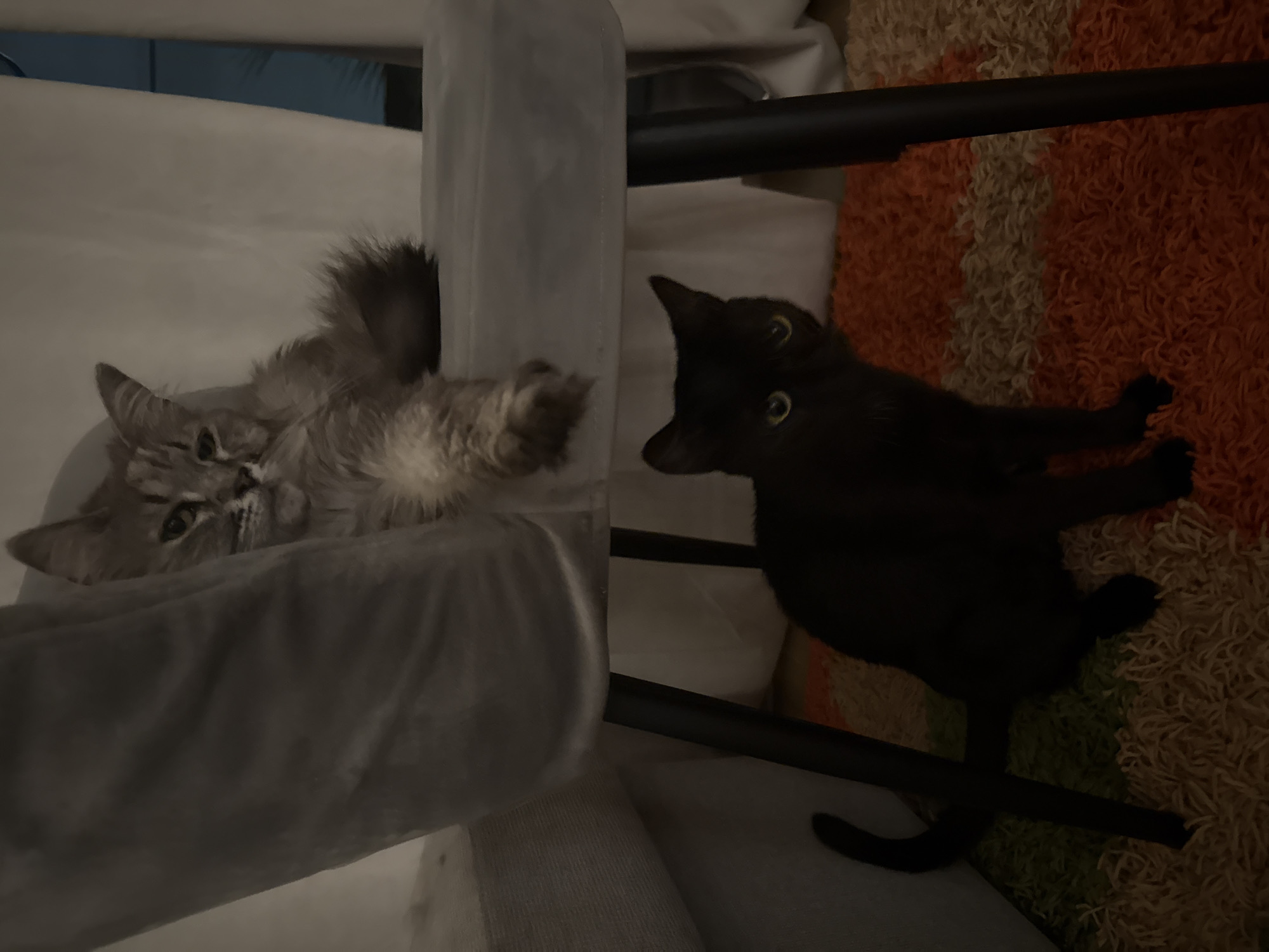 A gray, long-haired cat lies on a light gray cushioned surface. A black cat stands on an orange, green, and white patterned rug. A black bar runs between them.