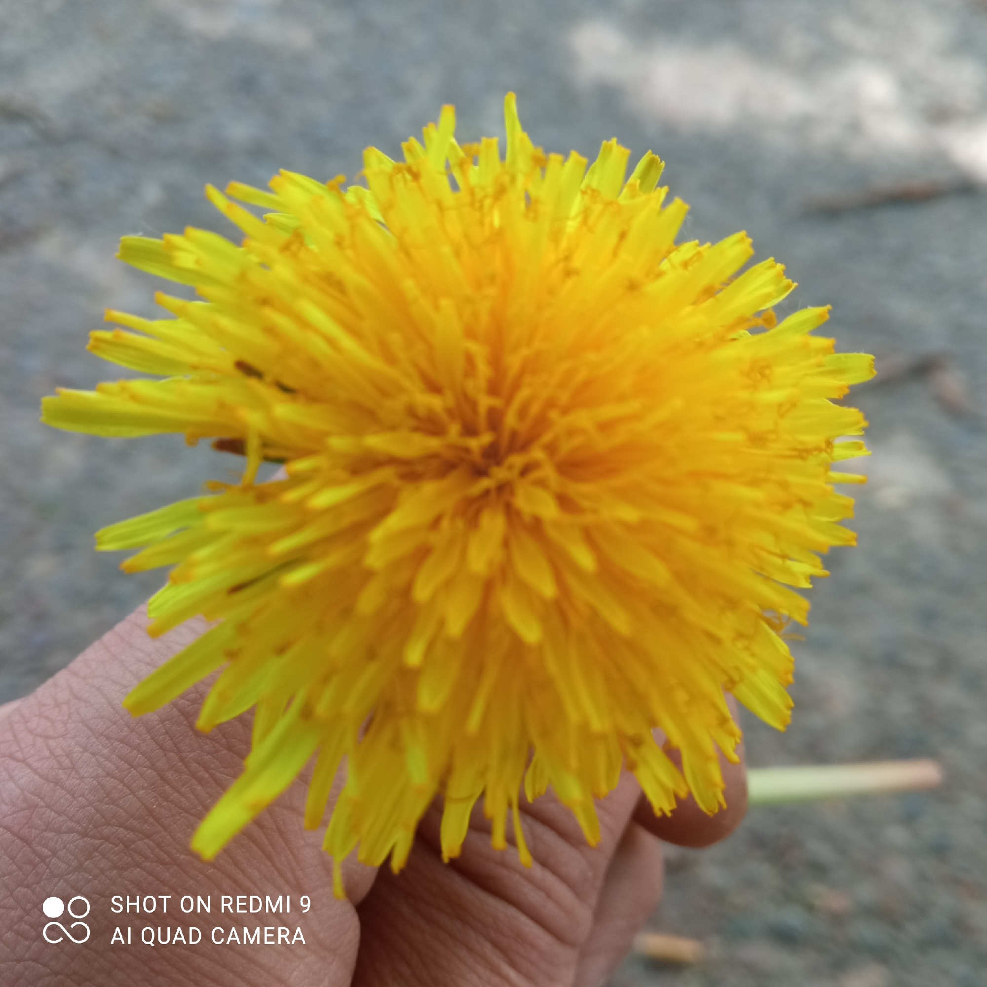 A close-up photograph shows a hand holding a yellow dandelion flower. The background is blurred, showing a neutral gray surface, possibly pavement. The camera's watermark "SHOT ON REDMI 9 AI QUAD CAMERA" is visible in the bottom left corner. There is no way to confirm that the image was taken in Chaikovsky, Russia, without additional information.