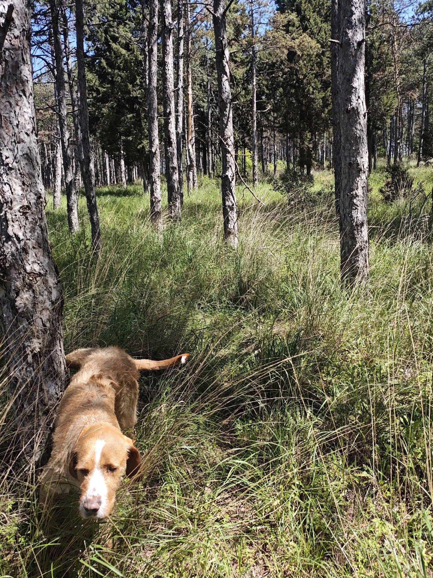 A medium-sized, light-brown and white dog stands in tall, green and yellow grasses, leaning against a tree. The dog has a white stripe on its face and floppy ears. It is looking directly at the camera. The background is a forest of tall, thin trees. The location is Unknown, Unknown.