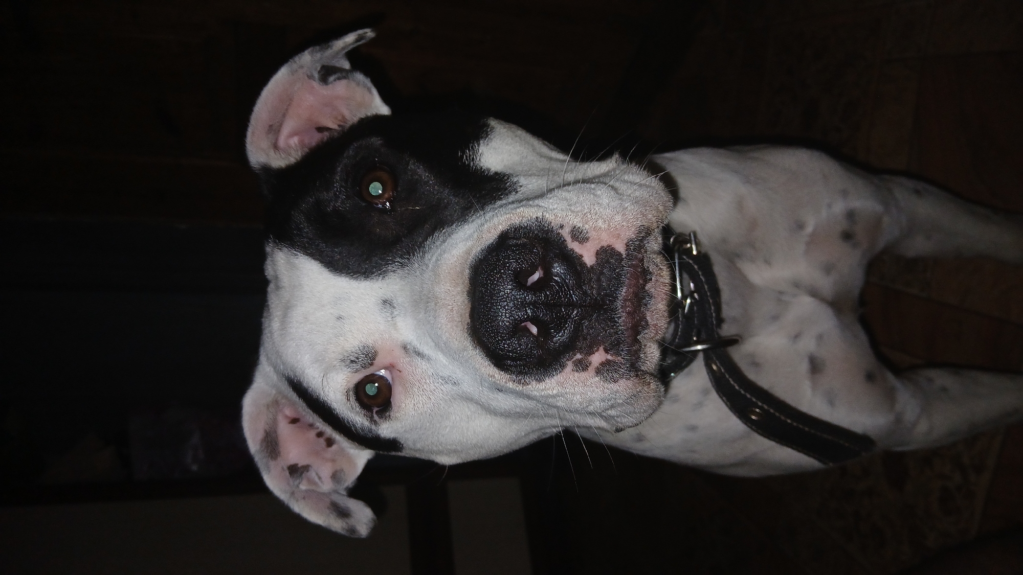 The image shows a close-up of a black and white dog with a black collar. The dog is lying down. The background is dark and out of focus, suggesting an indoor setting. There is no indication of the image being taken in the city of Dnipro, Ukraine.