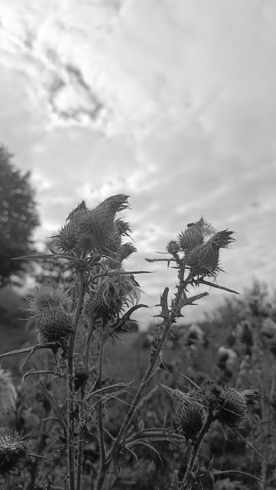 A black and white, low-angle shot captures a cluster of thistles against a cloudy sky. The thistles, with their spiky seed heads and thorny stems, are in the foreground and take up most of the frame. In the background, out of focus, are trees on the left and more vegetation and possibly other thistles on the right. The sky is filled with dramatic, textured clouds. There are no people or animals visible in the image. The scene appears to be outdoors in a natural setting, possibly a field or roadside in Karsha, Russia.
