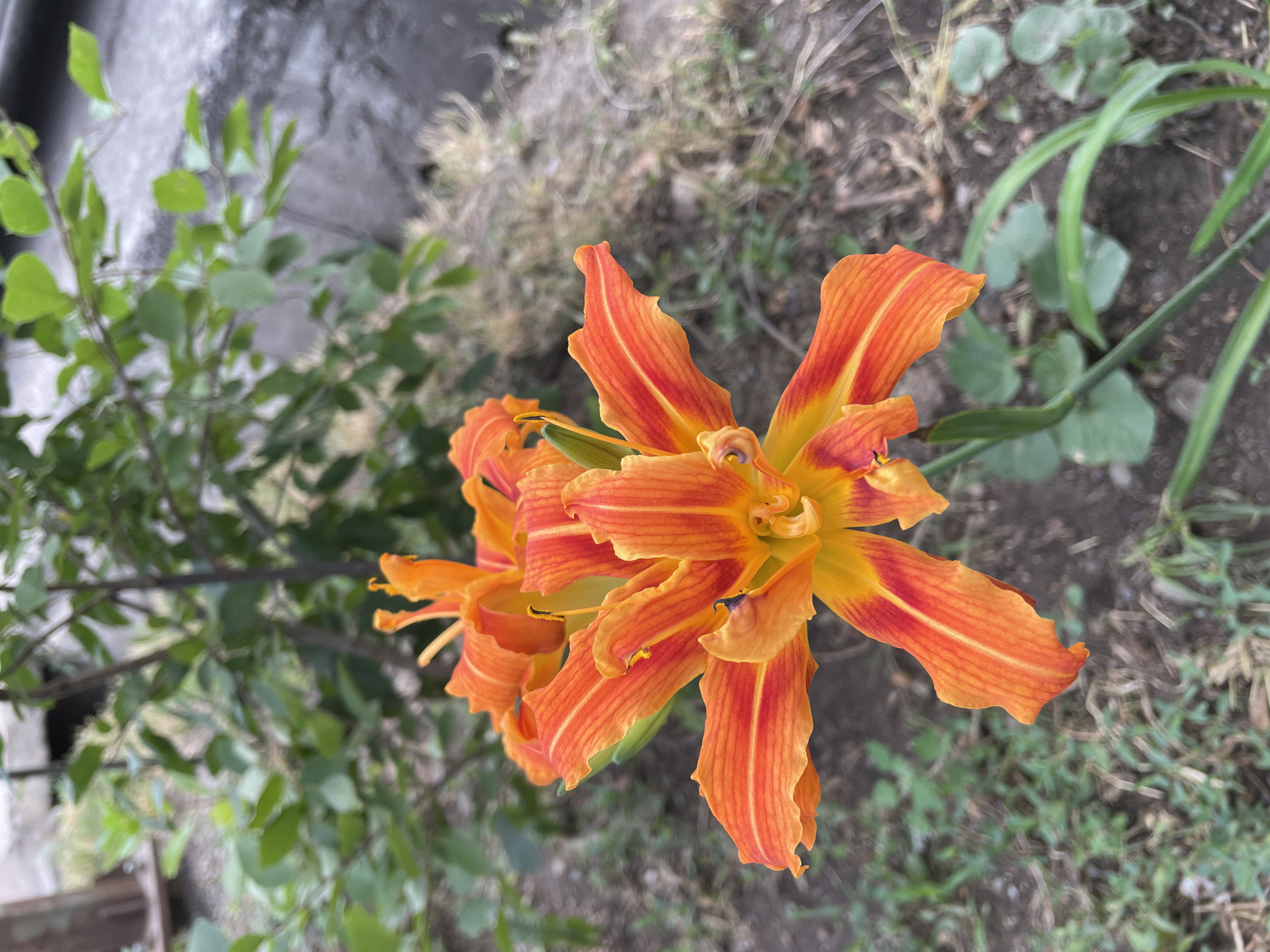 An orange lily with yellow and red accents is in the foreground. The flower is in bloom and has multiple petals. The background consists of green foliage and a blurred gray concrete surface. The image appears to have been taken outdoors in Almaty, Kazakhstan.