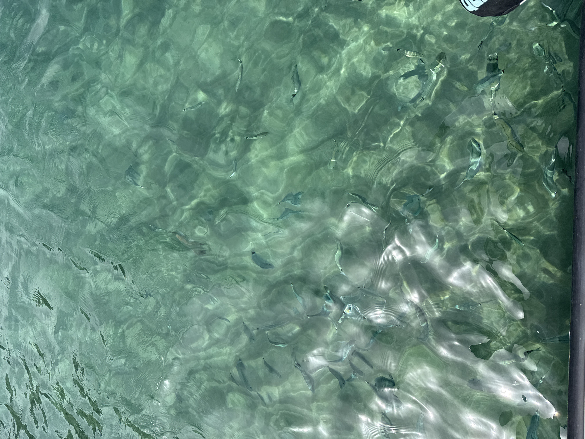 The image shows a school of small fish swimming in clear, green water. Sunlight refracts on the surface of the water, creating shimmering patterns. The fish are mostly silvery and appear to be of a similar size. The environment suggests a shallow coastal area, potentially a harbor or bay. The bottom is not visible, but the water is transparent enough to see the movement of the fish clearly. The scene is likely in Águilas, Spain, a coastal town known for its clear waters and marine life.