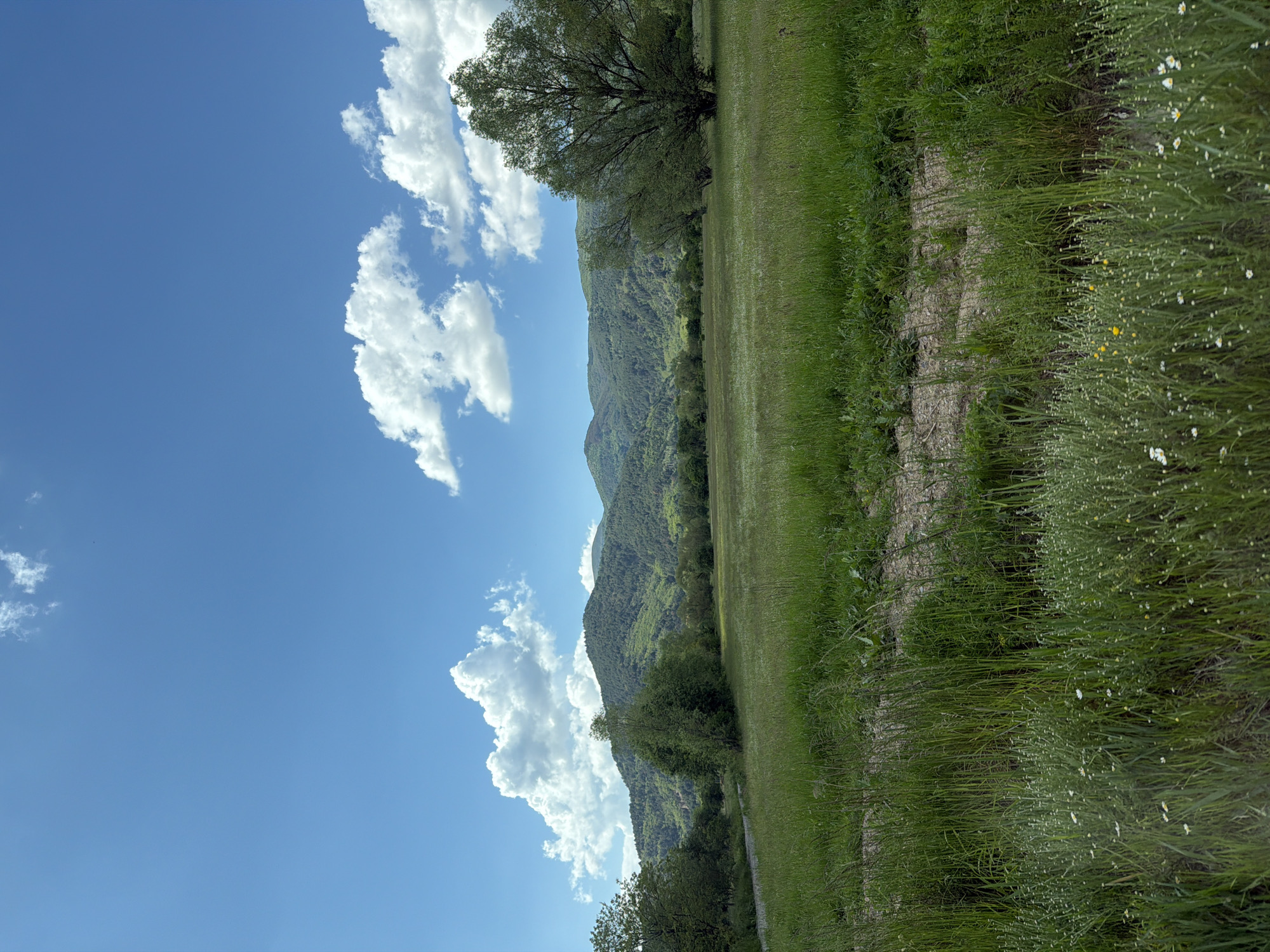 The image shows a rural landscape in Chelopech, Bulgaria. The view is dominated by a field of green grass and wildflowers, bordered by a dirt path. In the background, a range of green mountains rises against a clear blue sky dotted with white cumulus clouds. A tree is visible in the field, near the dirt path, casting a shadow. The scene depicts a serene, natural environment.