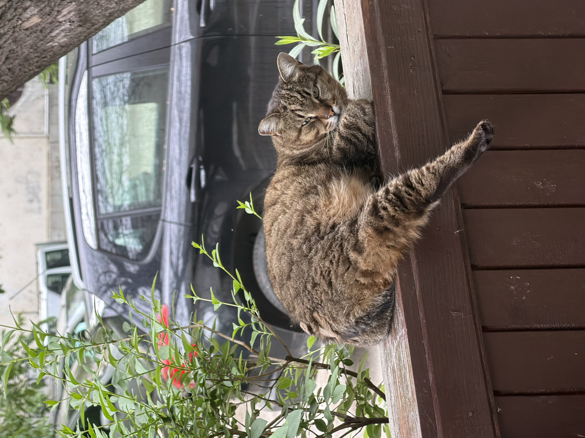 A tabby cat is lying on a brown wooden structure. The cat is facing left with its tail stretched out. Green plants are visible below the cat. Behind the cat and the plants is a black car. The location is Plovdiv, Bulgaria.