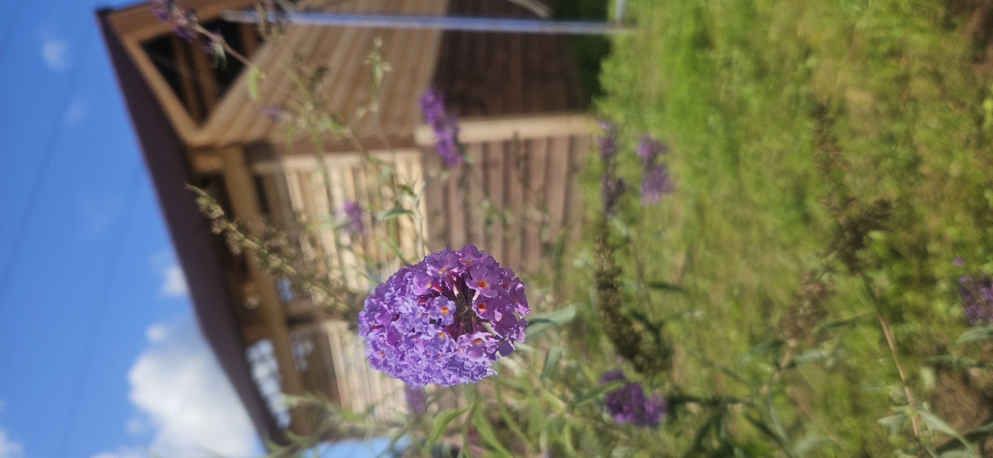 A cluster of small purple flowers with orange centers is in sharp focus in the foreground of the image. Behind the flowers, a wooden building with a dark roof is visible, slightly out of focus. The building appears to be made of logs and has a slatted wooden wall on the side. The background consists of green grass under a bright blue sky with some white clouds. The overall scene suggests an outdoor setting, possibly a garden or yard area adjacent to the building.