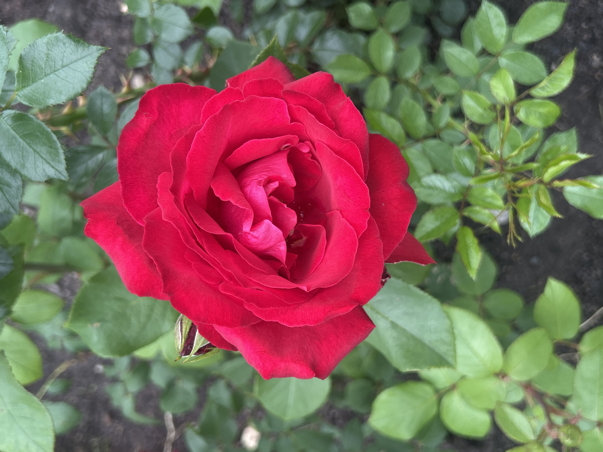 A close-up, top-down shot showcases a vibrant, fully bloomed red rose in sharp focus against a backdrop of lush green foliage. The rose's petals are tightly packed and unfurling, revealing a deeper pink hue towards its center. A single, unopened rose bud is visible to the left of the main bloom, partially obscured by its petals. The surrounding leaves are a rich green, some catching the light, while others are shaded. The background appears to be dark soil, indicating the rose is growing in a garden or natural setting. The scene is located in Mount Royal, Canada.