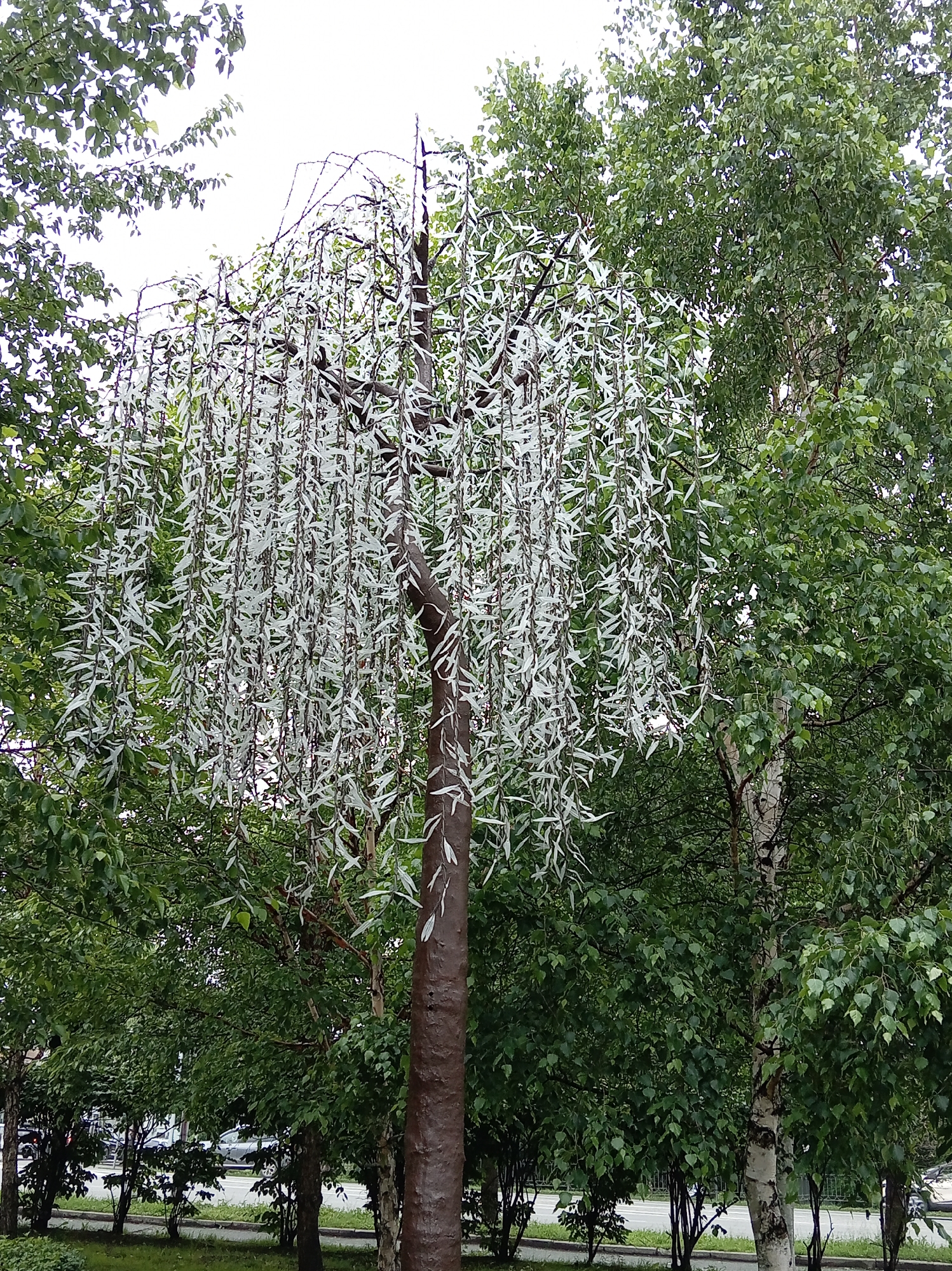The image shows a decorative tree with white, elongated leaves and a brown trunk, resembling a weeping willow. The tree stands in a park or a public space, with other green trees in the background. The sky is overcast, suggesting a cloudy day. In the background, a road with cars can be seen, indicating an urban or suburban setting. The location is identified as Artyom, Russia. The scene is serene and natural, with no people or animals present.