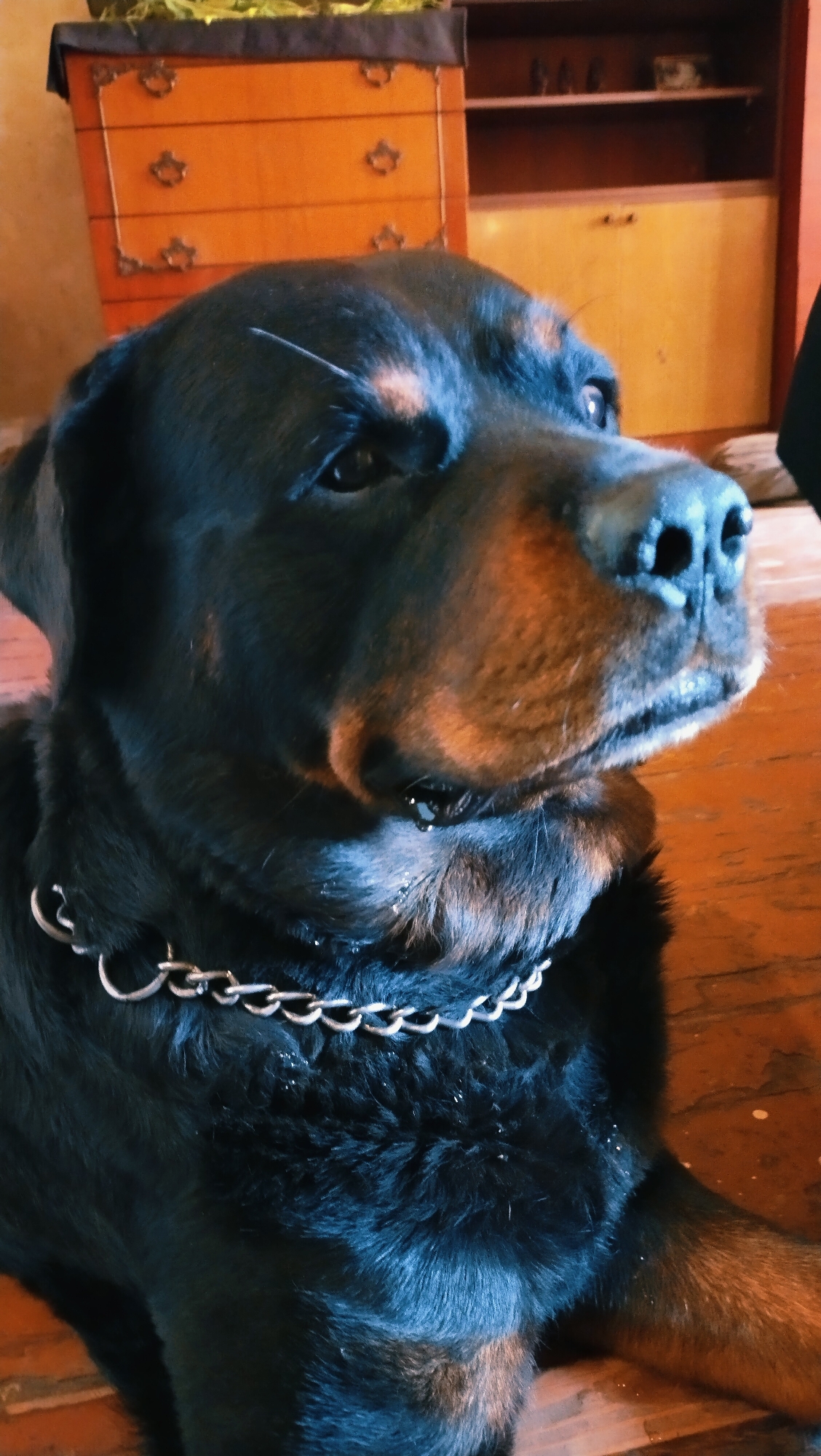 A Rottweiler dog with a silver chain collar is lying down indoors. The dog is black with tan markings above its eyes and on its muzzle. A strand of hair is visible on the dog's forehead. In the background, a wooden dresser with ornate drawers and a cabinet with shelves and doors are visible. The floor appears to be made of wood or tile. The scene is indoors and appears to be a domestic setting. The image does not provide any information about the city of Horishni Plavni, Ukraine.