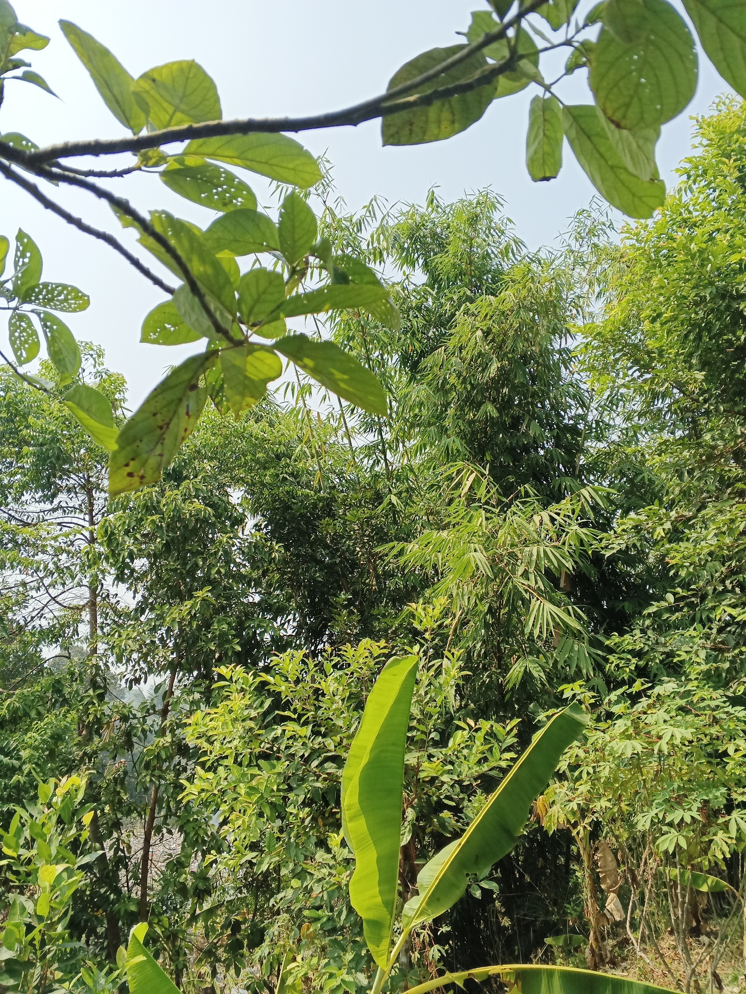 A vertical, medium shot captures a dense, sunlit forest scene dominated by various shades of green foliage against a pale blue sky. In the foreground, the upper branches of a tree with large, perforated green leaves extend into the frame from the top left. The leaves show signs of damage, with numerous circular holes. Behind these leaves, a thick cluster of tall bamboo stalks with slender, pointed leaves rises, their green hues slightly muted by the distance and dappled sunlight. Below the bamboo, a variety of other trees and plants create a lush undergrowth. Two large, elongated banana leaves, vibrant green and slightly curved, are positioned in the lower foreground, one on the right and one partially visible on the left. The overall impression is one of a thriving, natural environment. The scene is consistent with the rural landscape of Warungkiara, Indonesia, known for its abundant vegetation and tropical flora. There are no people or animals visible in the image.