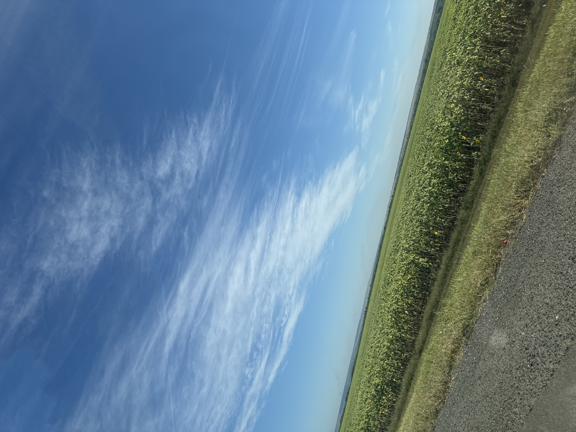 The image depicts a vast, green field of sunflowers under a bright blue sky with wispy white clouds. The field extends towards a distant, hazy horizon. In the foreground, a gravel road runs diagonally from the bottom left corner, bordered by a strip of grass. The scene appears to be a rural landscape, likely in the city of Burdygino, Russia, given the context. There are no people or animals visible in the image. The environment is natural and agricultural.