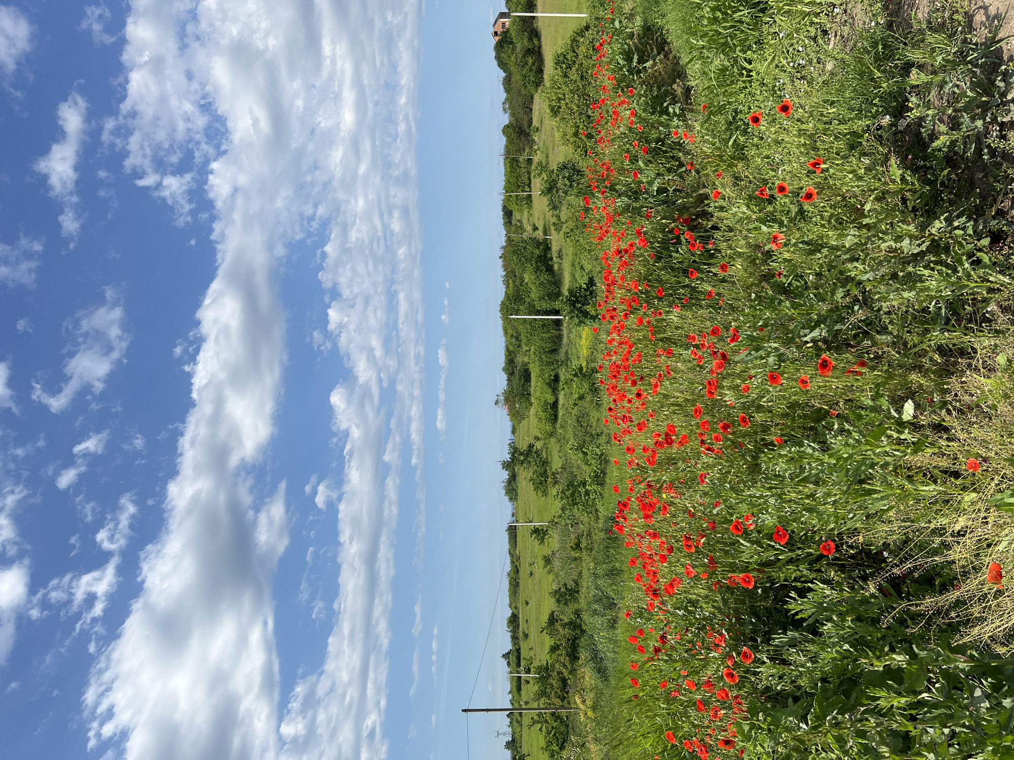 The image depicts a field of red poppies in Tugurgoy, Russia. The field is lush with green foliage, interspersed with numerous red poppy flowers. On the left side of the image, a blue sky is visible with scattered white clouds. A row of trees and vegetation separates the field from the sky. Electrical poles are seen along the field.
