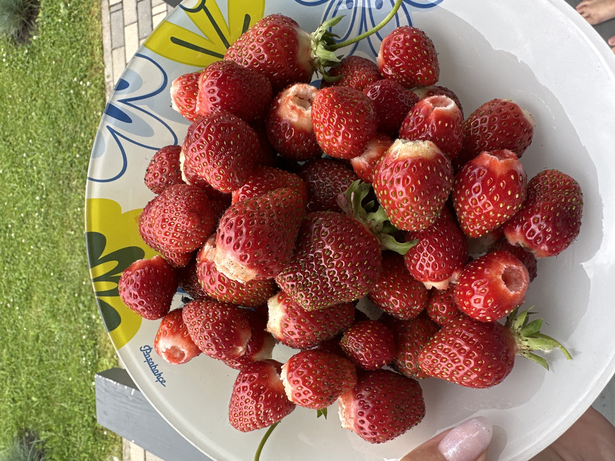 A close-up, overhead shot shows a white bowl filled with fresh, red strawberries. The bowl has a decorative rim with a yellow and blue floral pattern. The strawberries are piled high and some show small bite marks. In the background, out of focus, is a patch of green grass with scattered white flowers, suggesting an outdoor setting, possibly a garden. A sliver of a grey bench or table is visible on the left. The image captures the vibrant red of the fruit against the lighter tones of the bowl and the softer greens of the background.