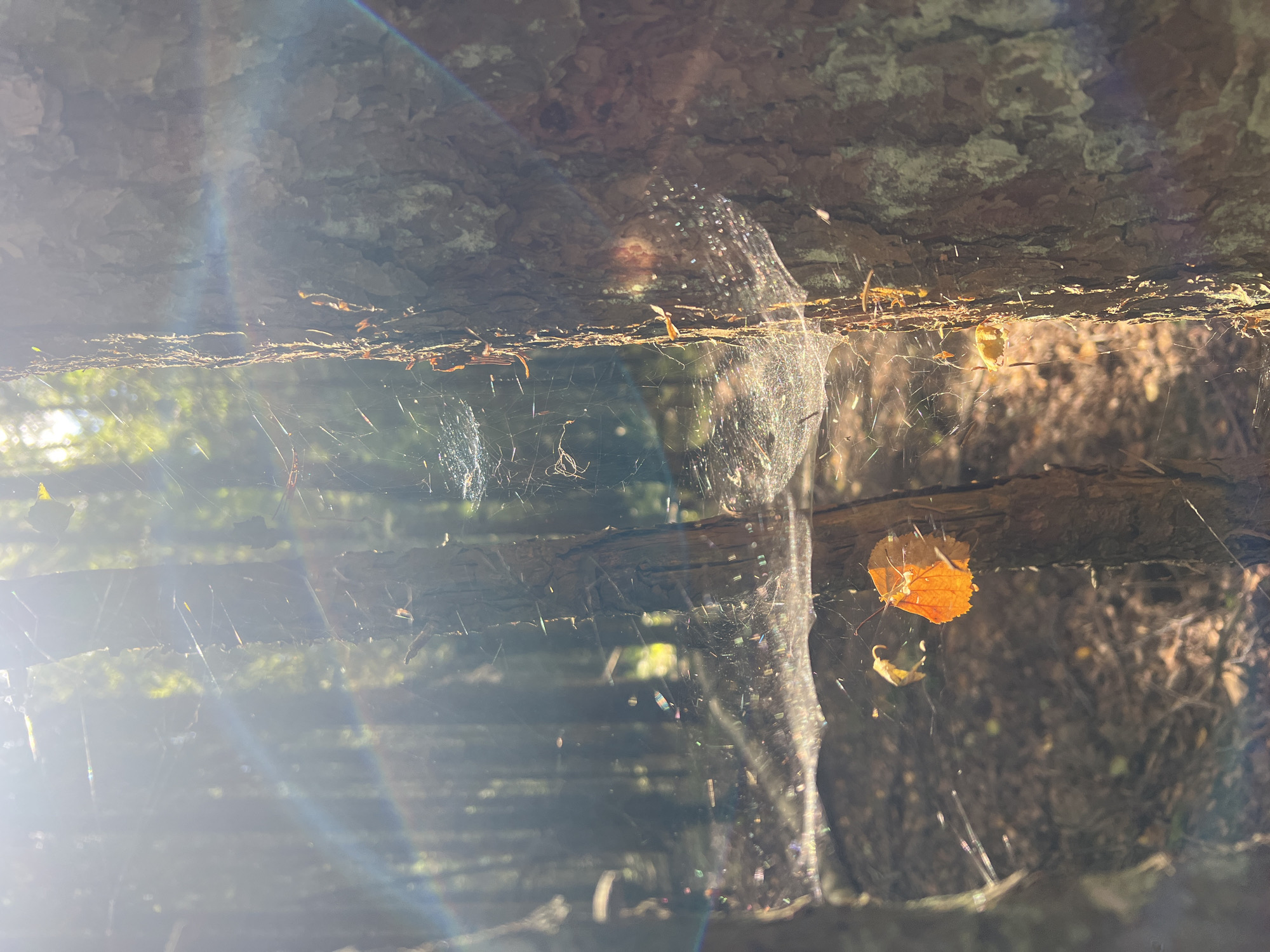 An eye-level, medium outdoor shot shows a sunlit forest floor and trees. The foreground features a spiderweb strung between two trees. The web is covered in dew drops that sparkle in the sunlight, and a single orange leaf is caught in the web. The background is out of focus, showing more trees and sunlight filtering through the canopy. A lens flare casts a rainbow across the left side of the image.