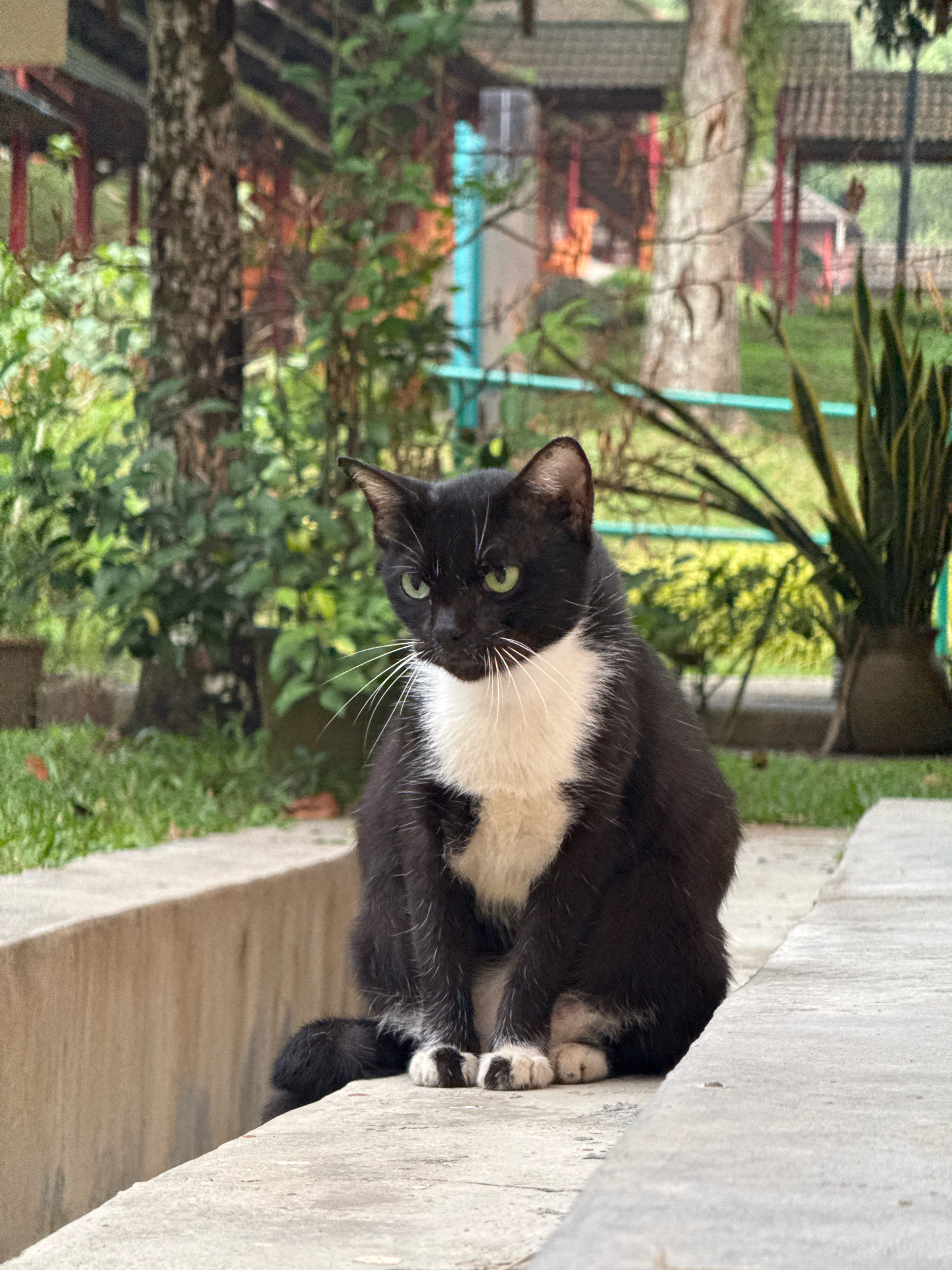 A black and white cat with green eyes sits on a concrete ledge. The cat is facing the viewer with its head slightly tilted. Its fur is predominantly black with a white chest and paws. In the background, lush green foliage and trees are visible, along with hints of red and teal structures, suggesting an outdoor setting possibly within a park or garden area. The concrete ledge appears to be part of an outdoor drainage channel or walkway. The lighting suggests it is daytime. The general environment appears to be a public outdoor space with elements of urban landscaping.
