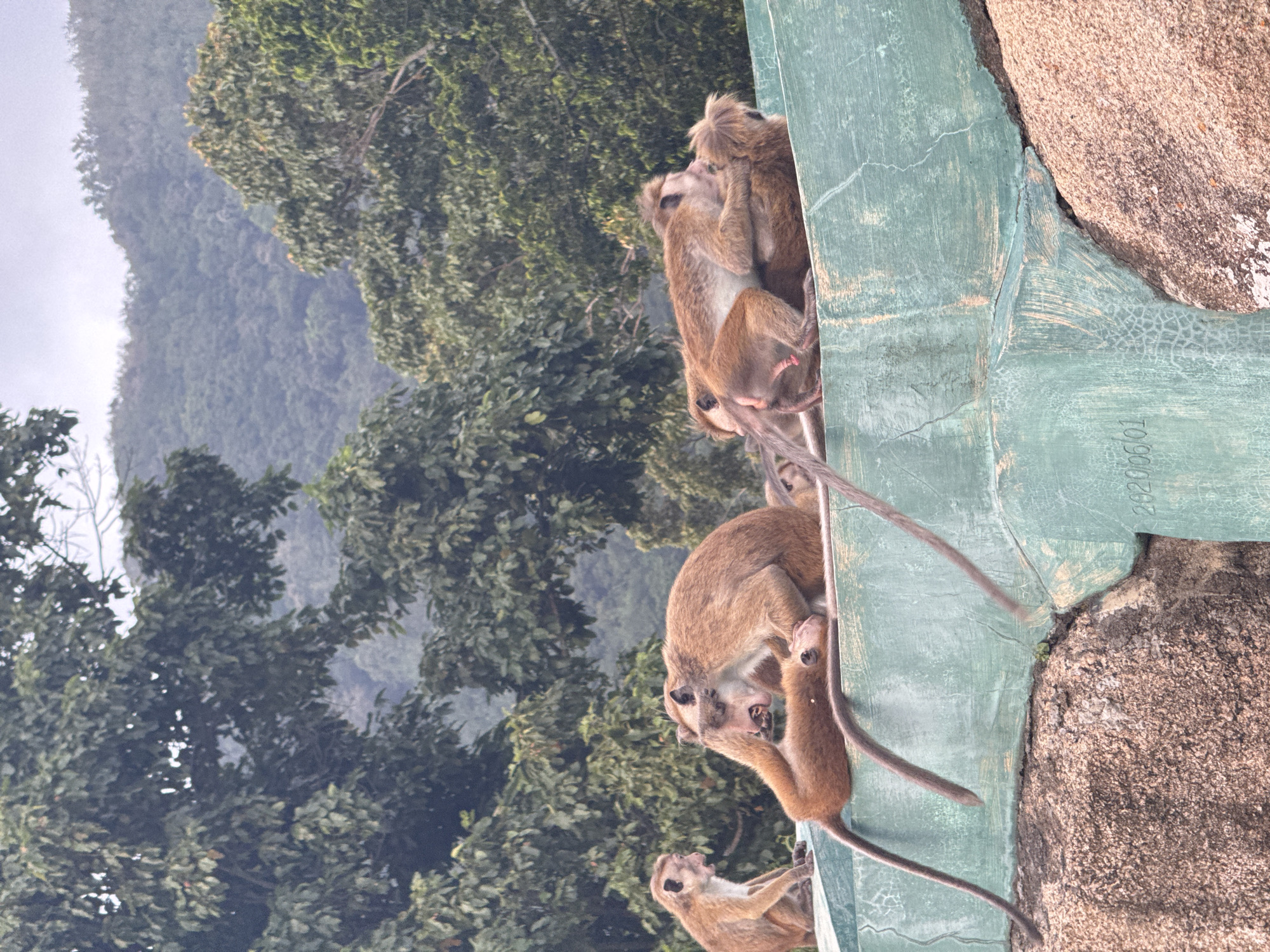In Melsiripura, Sri Lanka, several monkeys are gathered on a weathered, teal-colored concrete structure situated above a rough, pinkish-brown rock formation. The monkeys, characterized by their brown fur and long tails, are engaged in various activities. One monkey on the far left sits facing left, with its mouth open. The central group consists of three monkeys in close proximity. One monkey appears to be grooming or interacting with another that is lying on its back, with its legs in the air. Another monkey is positioned on top, interacting with the monkey lying down. The background is dominated by lush green foliage and the misty outline of a mountain range. The concrete structure has visible cracks and weathering, and a date stamp reading "2020/06/01" is faintly visible on its surface.