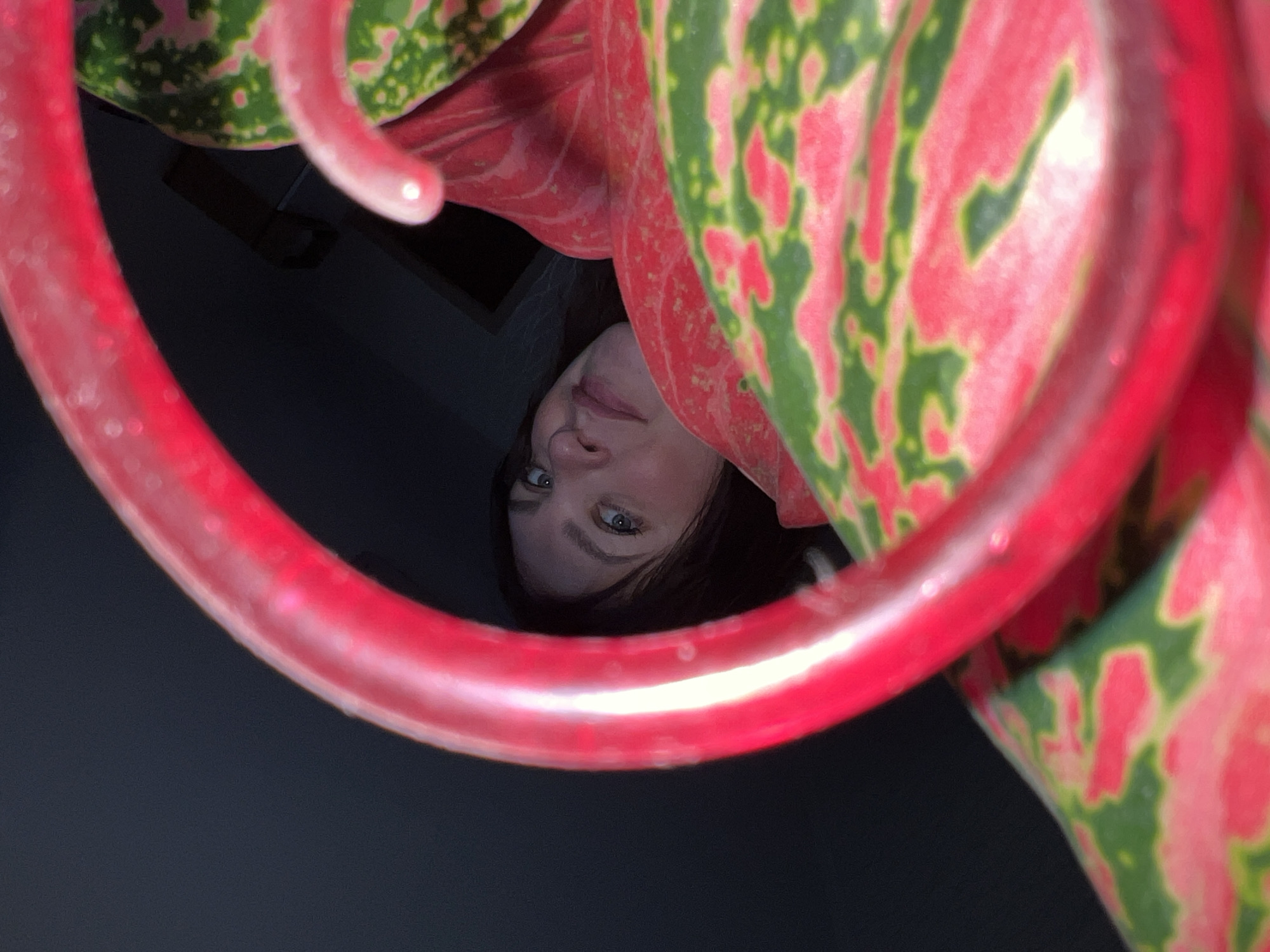This close-up image presents an inverted view of a person's face, framed by vibrant plant foliage and a curved red object. The subject, a person with dark hair and light-colored eyes, looks directly at the viewer. Their face, primarily the eyes, nose, and mouth area, appears upside down, positioned within the arc of a prominent, translucent, curved red object, which resembles a flexible tube or band.
Surrounding and partially obscuring the background are large, patterned plant leaves. These leaves exhibit a striking mottled design of bright pink/red and green, characteristic of an Aglaonema plant (Chinese Evergreen). The background behind the person's head is uniformly dark, suggesting an indoor setting with minimal illumination beyond the subject and foreground elements. The lighting highlights the subject's face and the red object, creating a strong contrast with the dark backdrop. The overall composition is abstract and offers an intimate perspective, possibly captured as a selfie or from an unusual, low angle. No visible text is present. The scene is located in Perm, Russia.