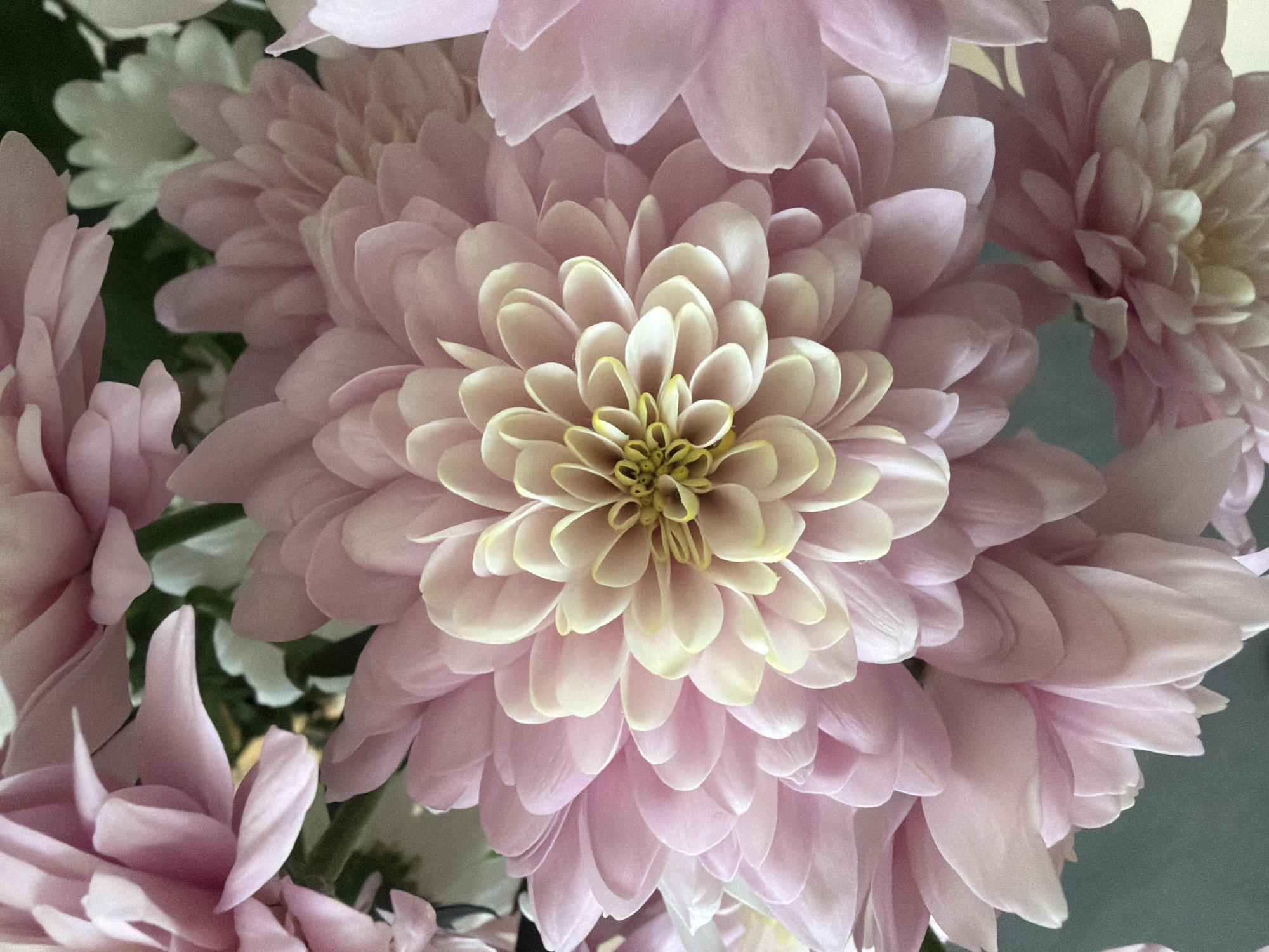 The image shows a close-up of several light pink Chrysanthemum flowers with white accents. The central flower is the focal point, exhibiting a dense arrangement of petals transitioning from light yellow at the center to pink towards the outer edges. The photograph is presumably taken indoors under soft lighting. There is no indication of the location being Sofia, Bulgaria, or any identifiable people, subjects, objects, actions, or interactions beyond the presence of the flowers themselves. The environment appears to be a neutral, possibly indoor setting.