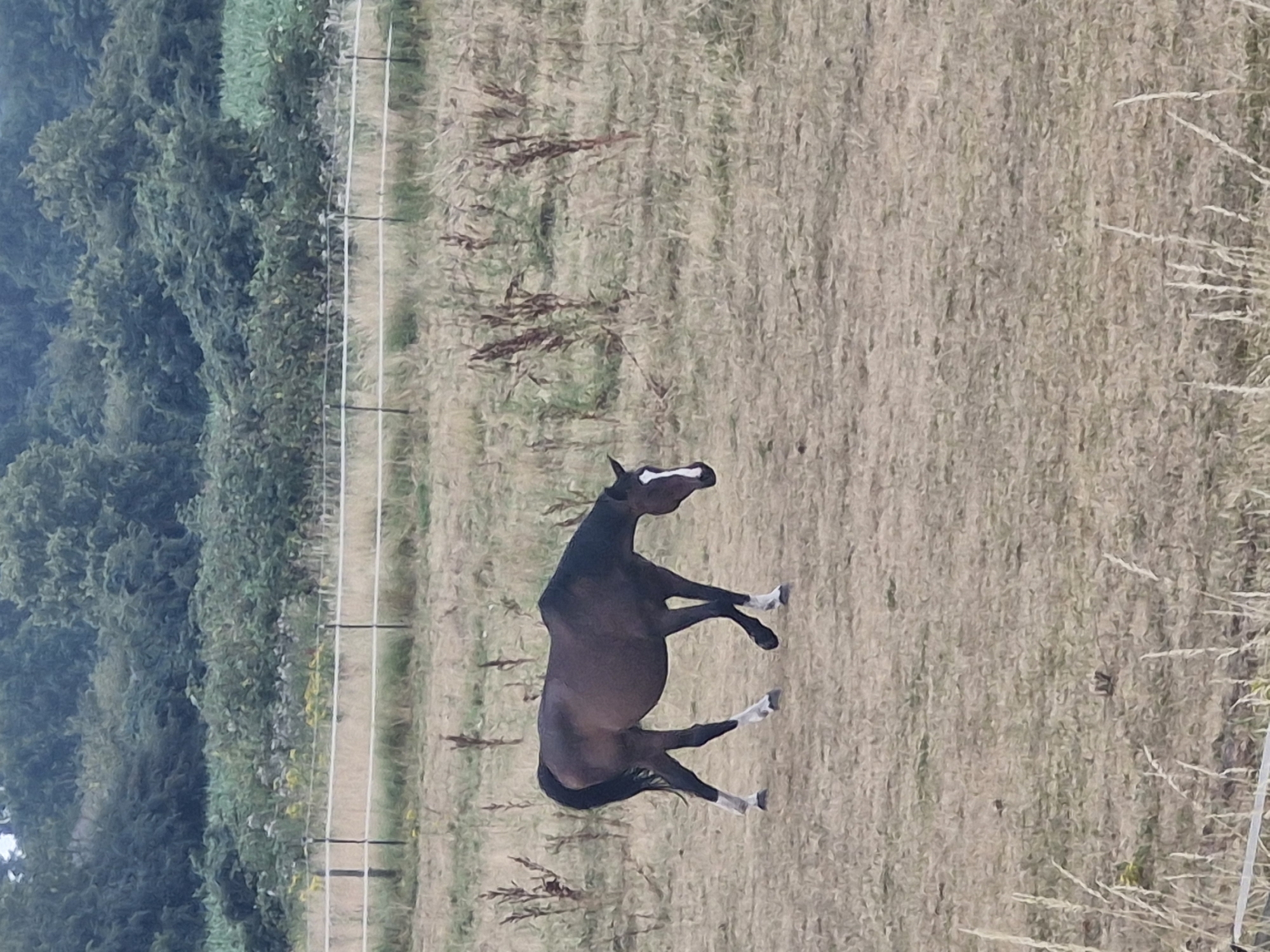 A dark brown horse with white markings on its face and lower legs walks through a dry, grassy field. The horse is facing towards the right of the frame and is looking down. In the background, there is a white electric fence with posts and a dense line of green trees and bushes. The sky is overcast. The scene appears to be a rural area.