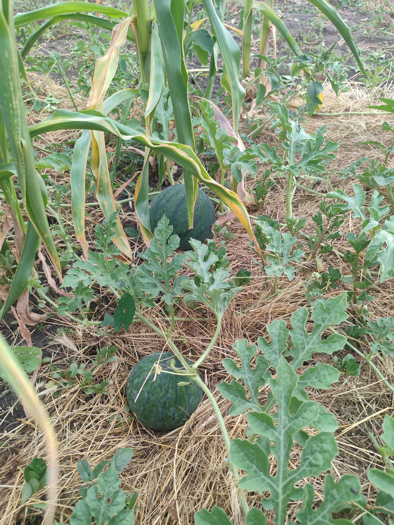 In an outdoor, rural agricultural setting, two small, dark green watermelons rest on a bed of dried straw and weeds. One watermelon is in the lower left quadrant of the image, partially obscured by a large, green, lobed leaf. The second watermelon is located slightly to the right and behind the first, nestled amongst the straw. Several corn stalks with green and yellowing leaves tower over the scene, with their broad leaves arching over the watermelons and their foliage. The ground is a mix of soil, straw, and various small green plants. The scene is illuminated by natural daylight.