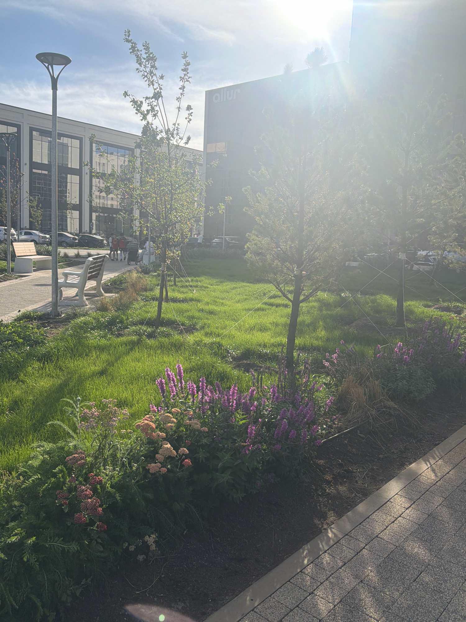 An eye-level outdoor shot captures a sunlit scene in Astana, Kazakhstan. The image features a modern building with large windows and a prominent "Allur" sign. In the foreground, a pathway made of textured paving stones leads to a grassy area with flowerbeds. Pink and purple flowers, along with some taller grasses, are in bloom. Two light-colored benches are placed along the pathway. Several young trees with thin trunks are planted in the grassy area, supported by thin wires. A lamppost with a distinctive design stands to the left. A few people are visible in the background, near the benches, and cars are parked further back. The sun is bright, casting lens flare across the upper right portion of the image and creating distinct shadows on the grass.