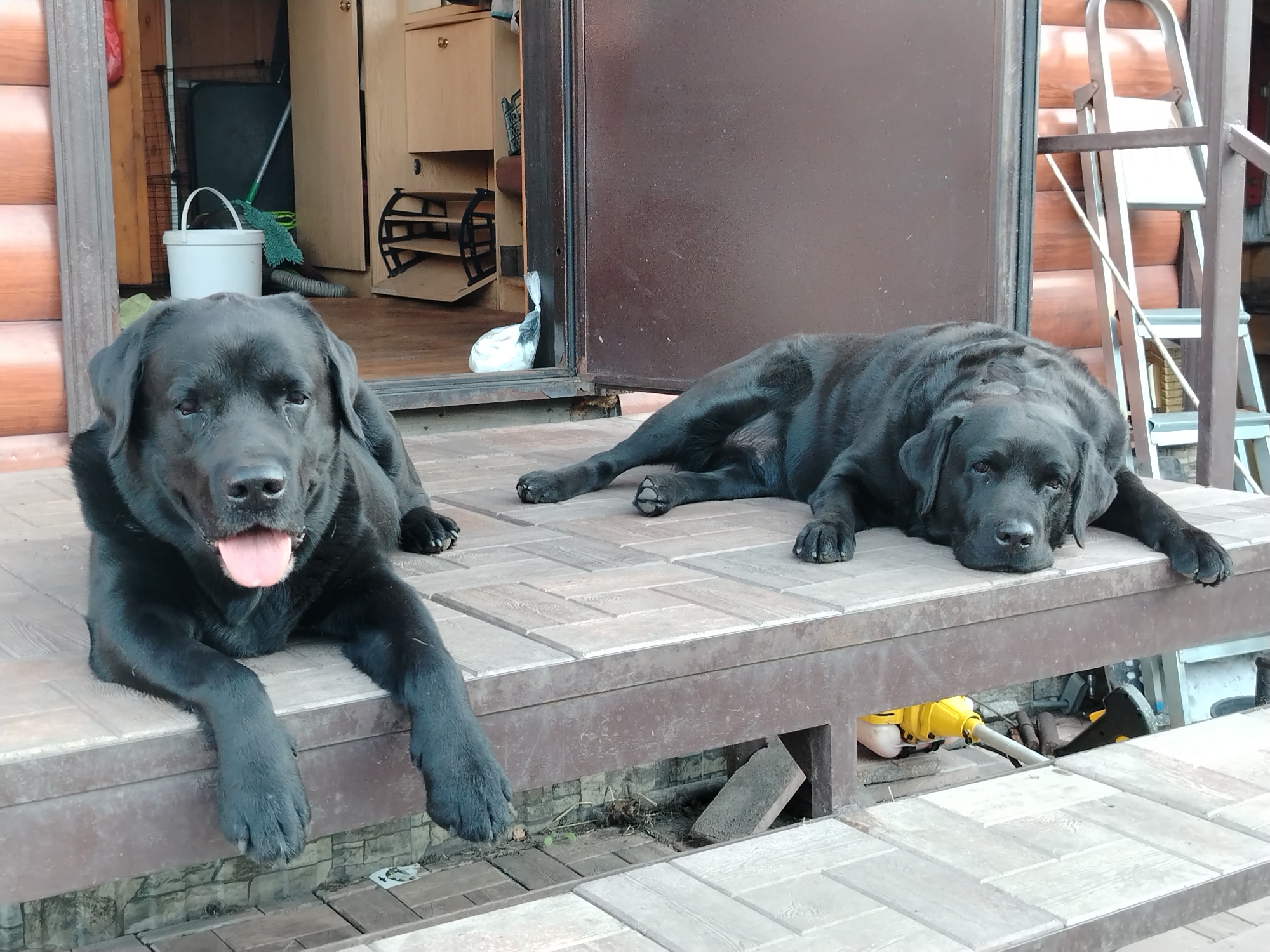 Two black Labrador Retrievers are resting on an outdoor tiled porch or deck in what appears to be a residential setting in Рассвет, Russia.
In the foreground and to the left, one Labrador lies with its front paws extended off the edge of the porch, looking directly at the camera with its tongue slightly out, suggesting it might be panting or simply relaxed. Its expression is calm and content. In the midground, to the right, another black Labrador is sprawled out, fully reclined on the tiled surface, facing towards the right with its head resting on its paws. This dog appears more relaxed, possibly dozing.
The porch itself is made of wooden planks topped with light-colored, patterned tiles. Behind the dogs, a dark brown doorway opens into the interior of a house or cabin, revealing a cluttered space. Visible inside are light-colored wooden cabinets, a white bucket, a green mop, a black shoe rack, and what looks like a vacuum cleaner hose. To the right of the doorway, a metal stepladder and a railing are present. Below the porch, various items are stored, including a yellow weed trimmer and other tools, suggesting a utility area. The exterior wall of the house is made of light brown wooden logs.
The scene is illuminated by natural daylight, indicating it is daytime. Both dogs appear relaxed and at ease in their surroundings. There is no visible text in the image.