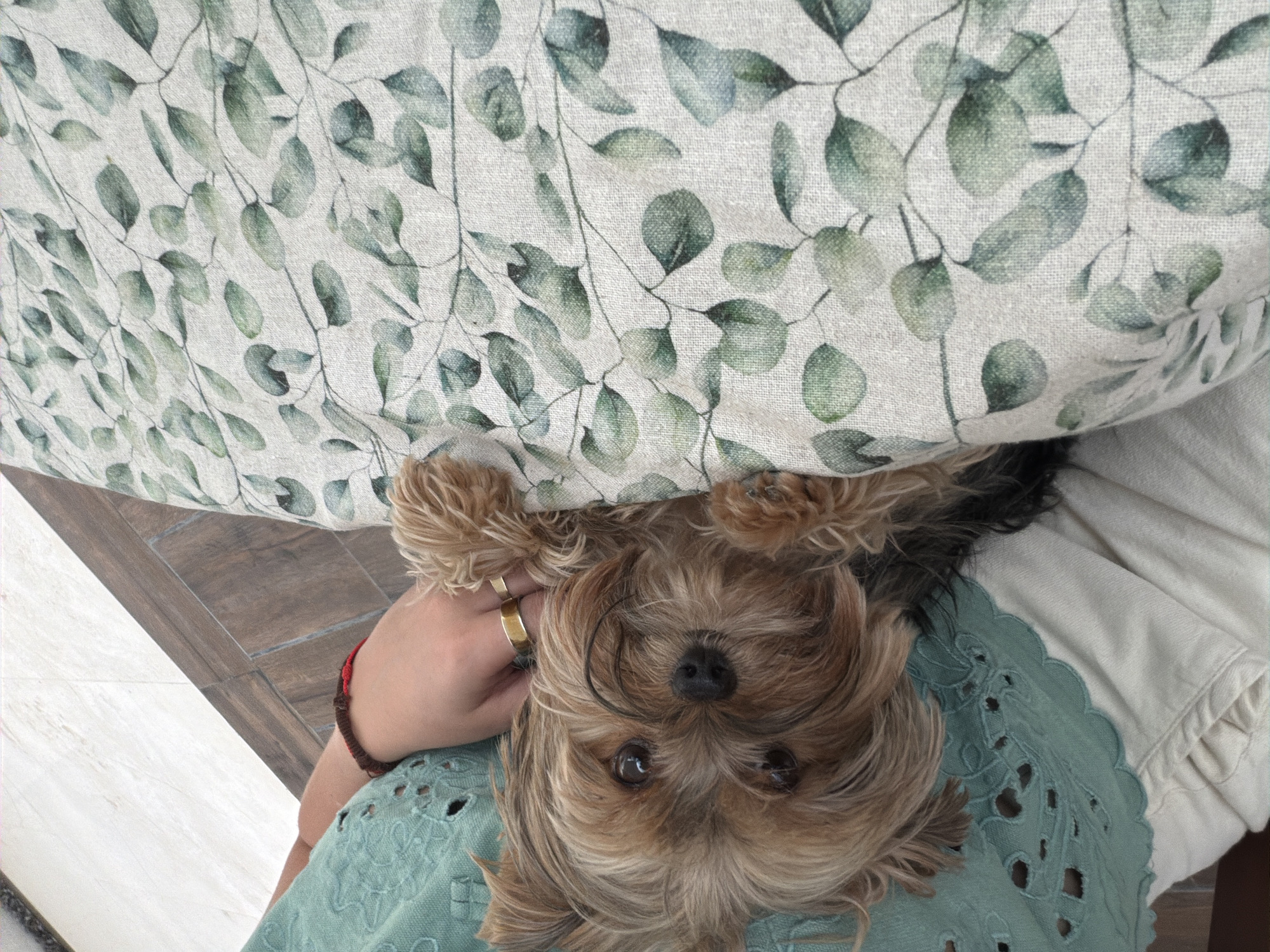 A small, light-brown and black Yorkshire Terrier dog is being held upside-down, likely in someone's lap, beneath a decorative blanket or tablecloth with a eucalyptus leaf pattern. The dog's head and upper body are visible. A hand with two gold rings is visible near the dog's head. The person holding the dog is wearing a light green top with a cut-out or lace pattern, and a bracelet is on the wrist of the hand holding the dog. A plain white fabric, possibly a shirt or another piece of clothing, is also visible next to the green top. The background includes a section of wood-look flooring. The location is not identifiable in the image and cannot be specifically stated as being in San Bernardino Tlaxcalancingo, Mexico.