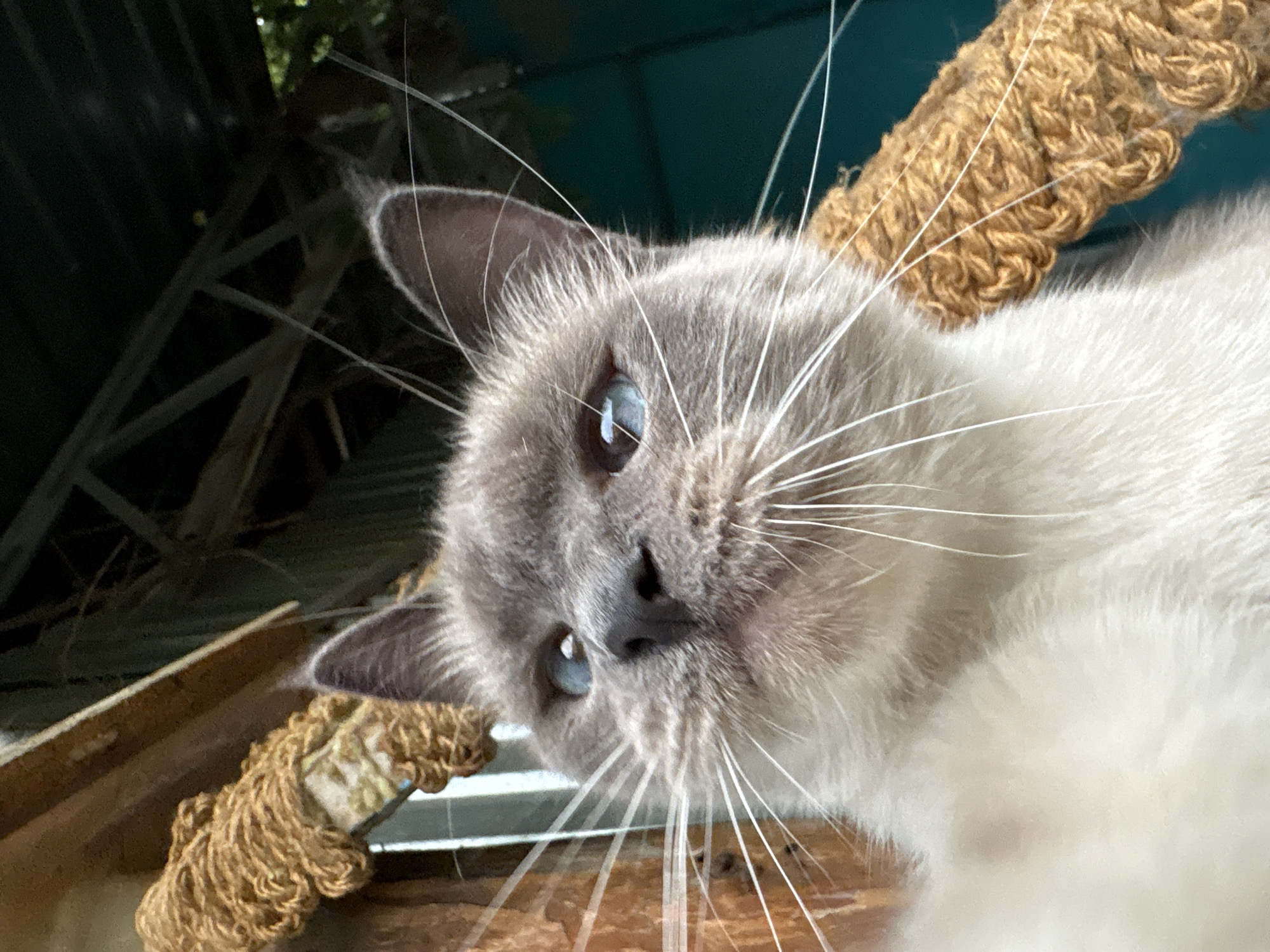 A close-up, low-angle outdoor photograph shows the head and upper chest of a grey and white Siamese cat. The cat's fur is short and soft, with darker grey markings on its ears and face. Its eyes are a striking blue, with one eye looking directly at the camera and the other slightly to the side. The cat's long, white whiskers fan out around its nose and mouth. The background is blurred but appears to be an outdoor setting with wooden structures and greenery. The image is sharp and well-lit, with the cat as the clear subject. The cat is positioned on what appears to be a rough, textured surface, possibly a scratching post made of rope. The setting does not provide any specific clues to its location within Almaty, Kazakhstan.