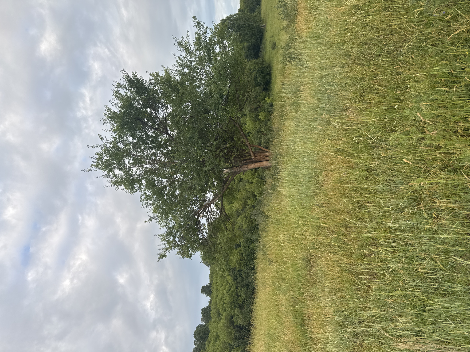 This image depicts a rural landscape with a solitary, mature tree standing in a field of tall, green and yellow grass. In the background, a dense line of trees forms a verdant backdrop, with rolling hills visible beyond. The sky is overcast with dramatic, grey clouds. The scene appears to be a natural, uncultivated area, likely in the vicinity of Солонешное, Russia. There are no people or animals visible in the frame.