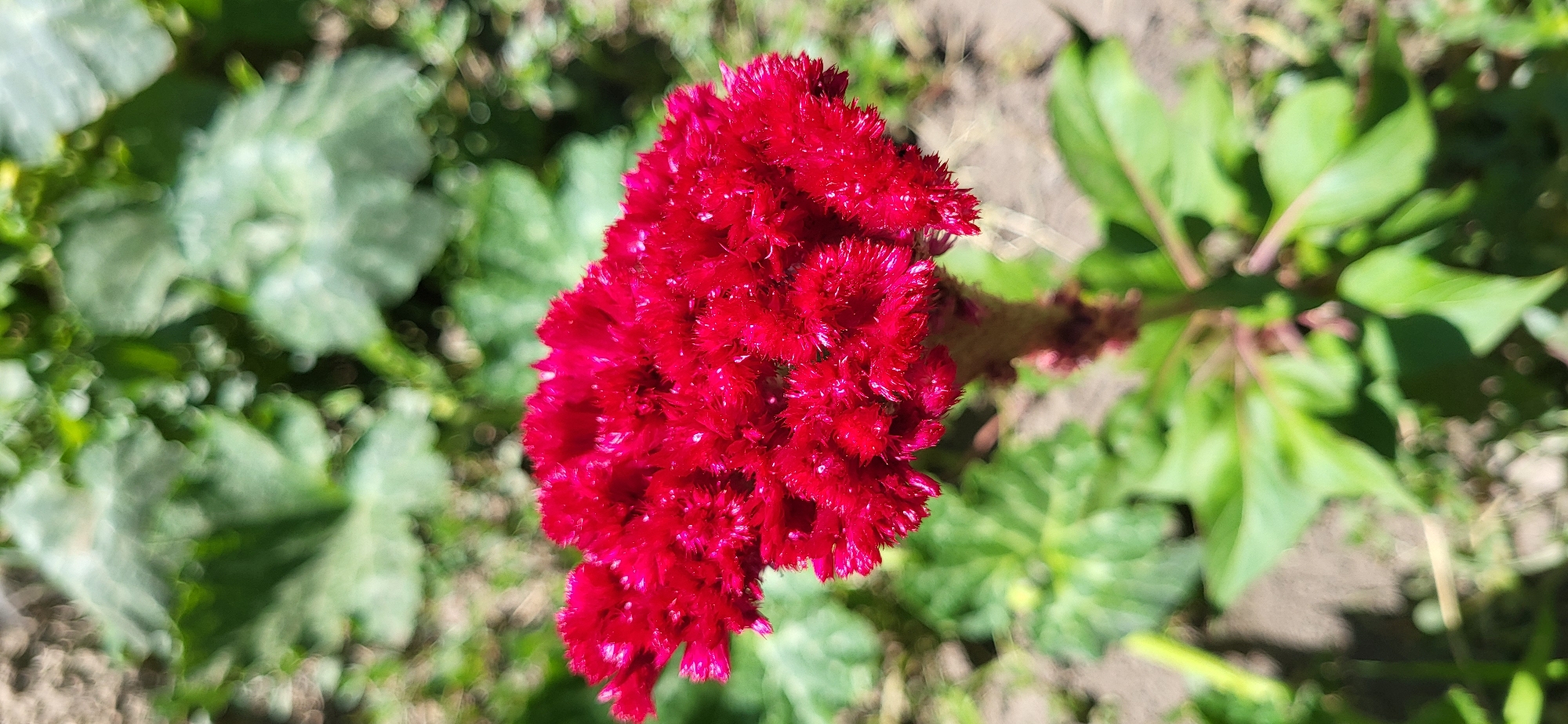 The image shows a close-up, vertical shot of a vibrant, red, crested cockscomb flower (Celosia cristata) blooming outdoors. The flower's intricate, ruffled texture is the primary focus, with individual florets appearing soft and feathery. The stem is visible below the bloom, with hints of smaller buds and green leaves. The background is a soft blur of green foliage and dappled sunlight, suggesting a garden or natural setting. The ground beneath the plant is a mix of dirt and possibly dry leaves, indicating a sunny, dry environment. The scene is devoid of any human presence or activity. The setting is likely a garden in Taldykorgan, Kazakhstan, given the presence of this plant, which is commonly cultivated in temperate and tropical regions.