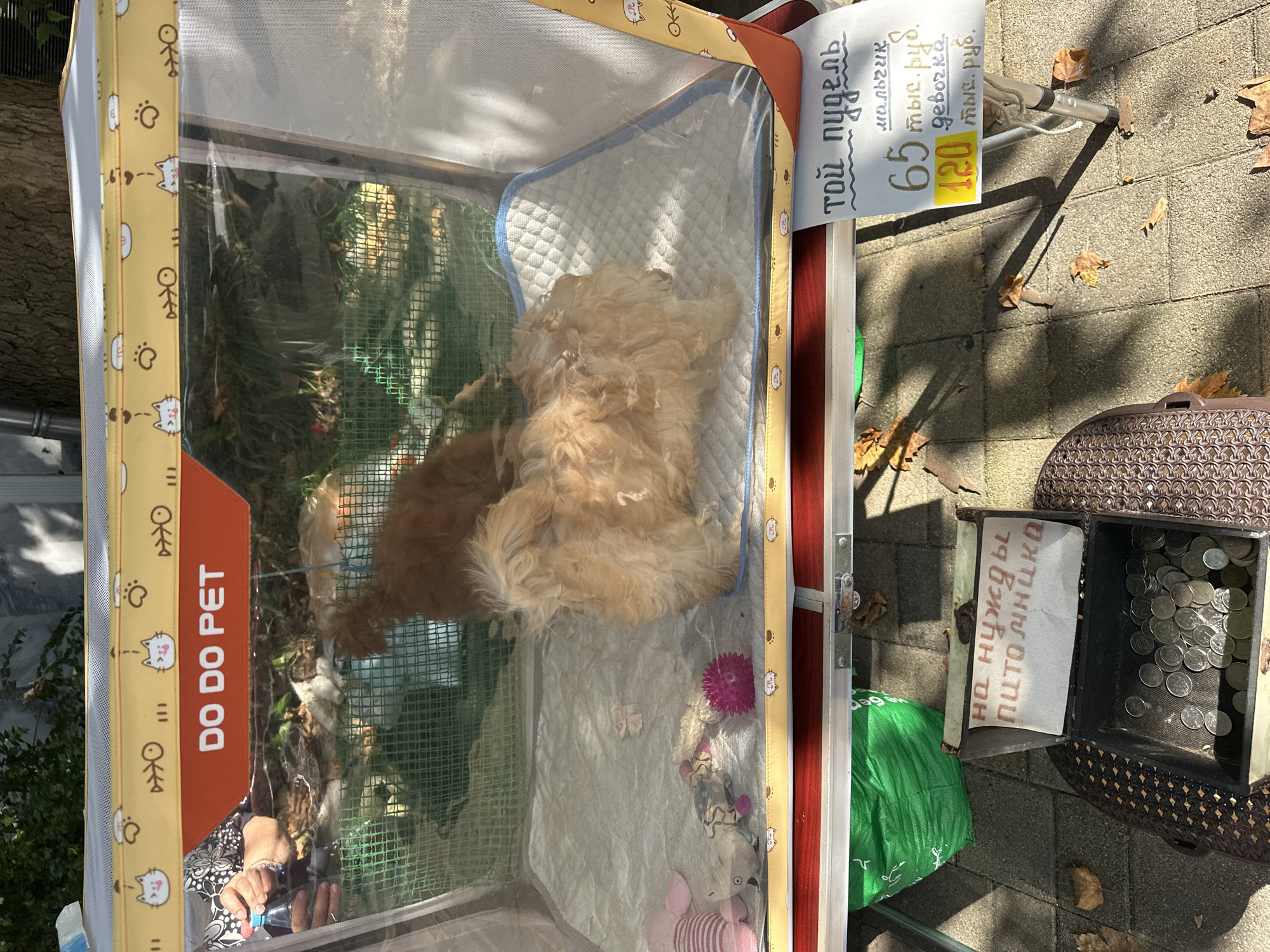 A brown toy poodle is inside a pet enclosure labeled "DO DO PET". The enclosure is elevated and set up outdoors. A sign indicates the price for a male poodle is 65,000 rubles and for a female poodle is 120,000 rubles. Another sign attached to a coin box reads "for the needs of the puppy". The coin box contains a large amount of currency. The scene appears to be a street or market setting, with fallen leaves on the pavement. The overall impression is that of a street vendor selling puppies in Sochi, Russia.
