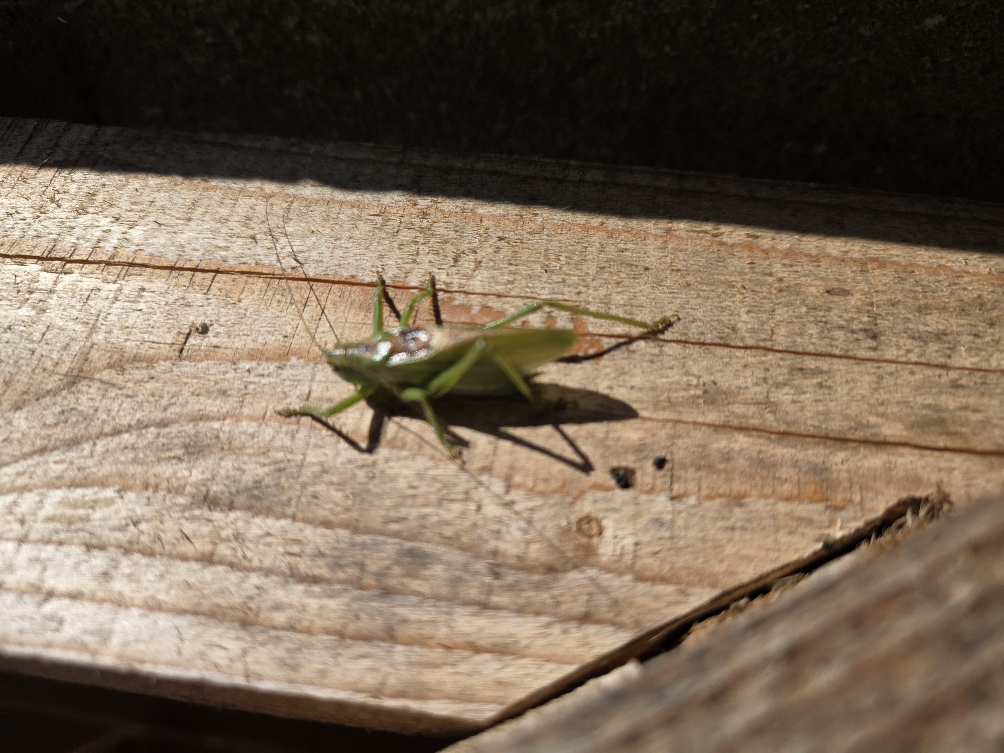 A green grasshopper is perched on weathered, light-brown wooden planks. The grasshopper, positioned slightly left of center, is viewed from a high angle, with its body and long hind legs clearly visible. Sunlight casts a sharp shadow of the insect onto the wood below, suggesting a bright, outdoor environment. The wood shows grain patterns and some rough texture. In the upper portion of the image, a dark, out-of-focus area suggests a shadow or an overhang. The scene is devoid of any human presence or recognizable city landmarks.