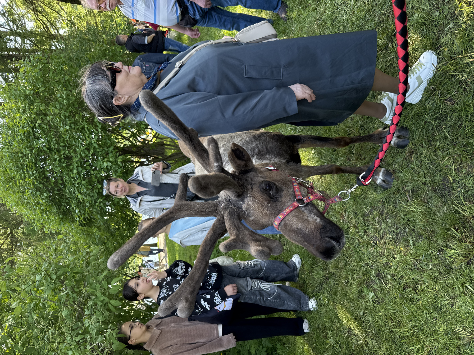 In Vsevolozhsk, Russia, an elderly woman in a grey coat and white sneakers walks a reindeer with a red harness and a black and red braided leash on a grassy lawn. The reindeer, predominantly brown with grey antlers, is the focal point of the scene. Several people stand nearby, including a woman in a white jacket taking a picture. A group of people, including at least two women and one child, are partially obscured by foliage behind the reindeer. The environment consists of a grassy field surrounded by trees and foliage.