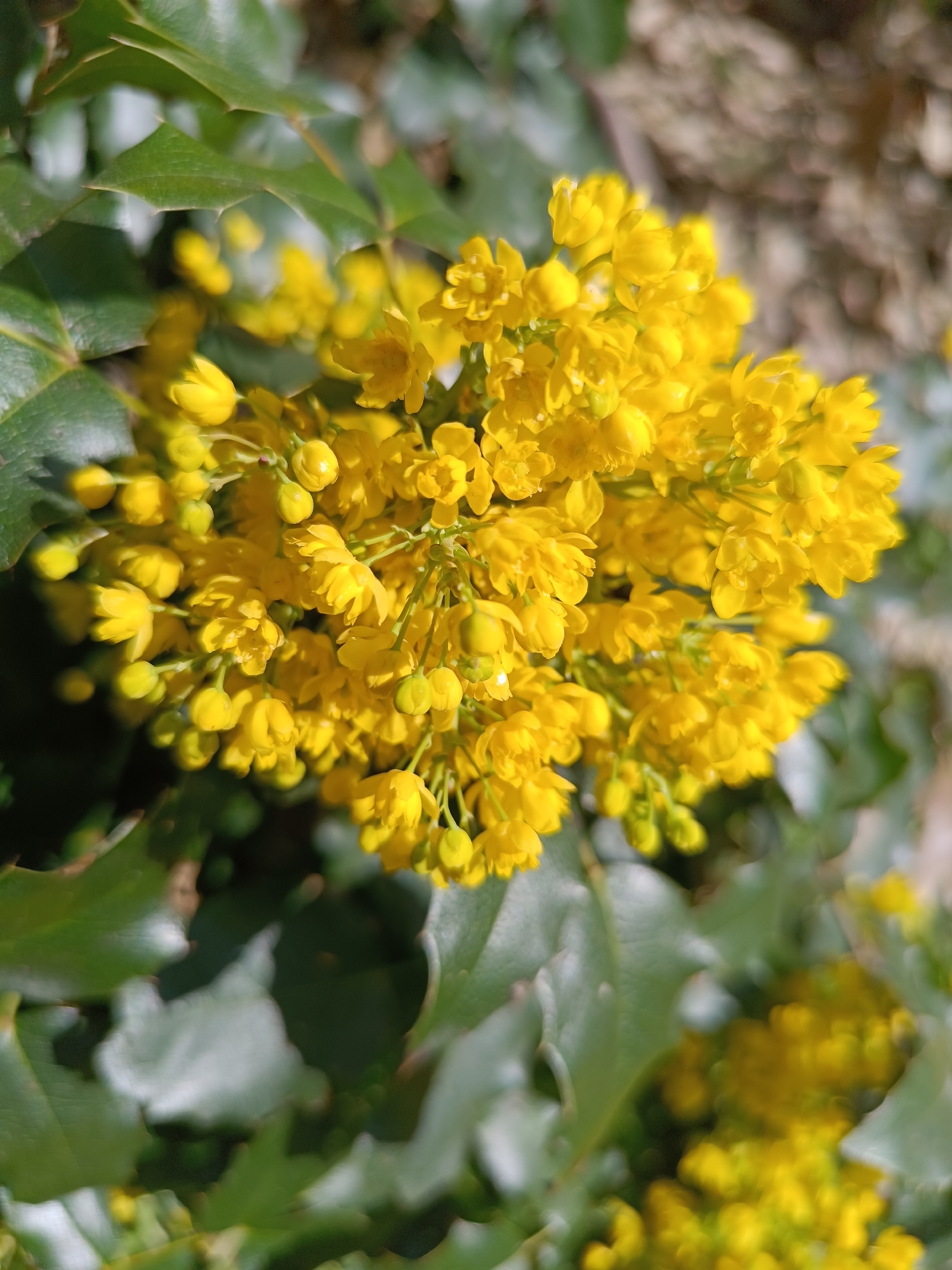 The image shows a cluster of bright yellow flowers, likely Mahonia, surrounded by spiky-edged, dark green leaves. The background is blurry, suggesting a natural setting. Given the prompt about Pleven, Bulgaria, it's reasonable to assume this image was taken in that city. The flowers appear to be in full bloom, suggesting springtime.