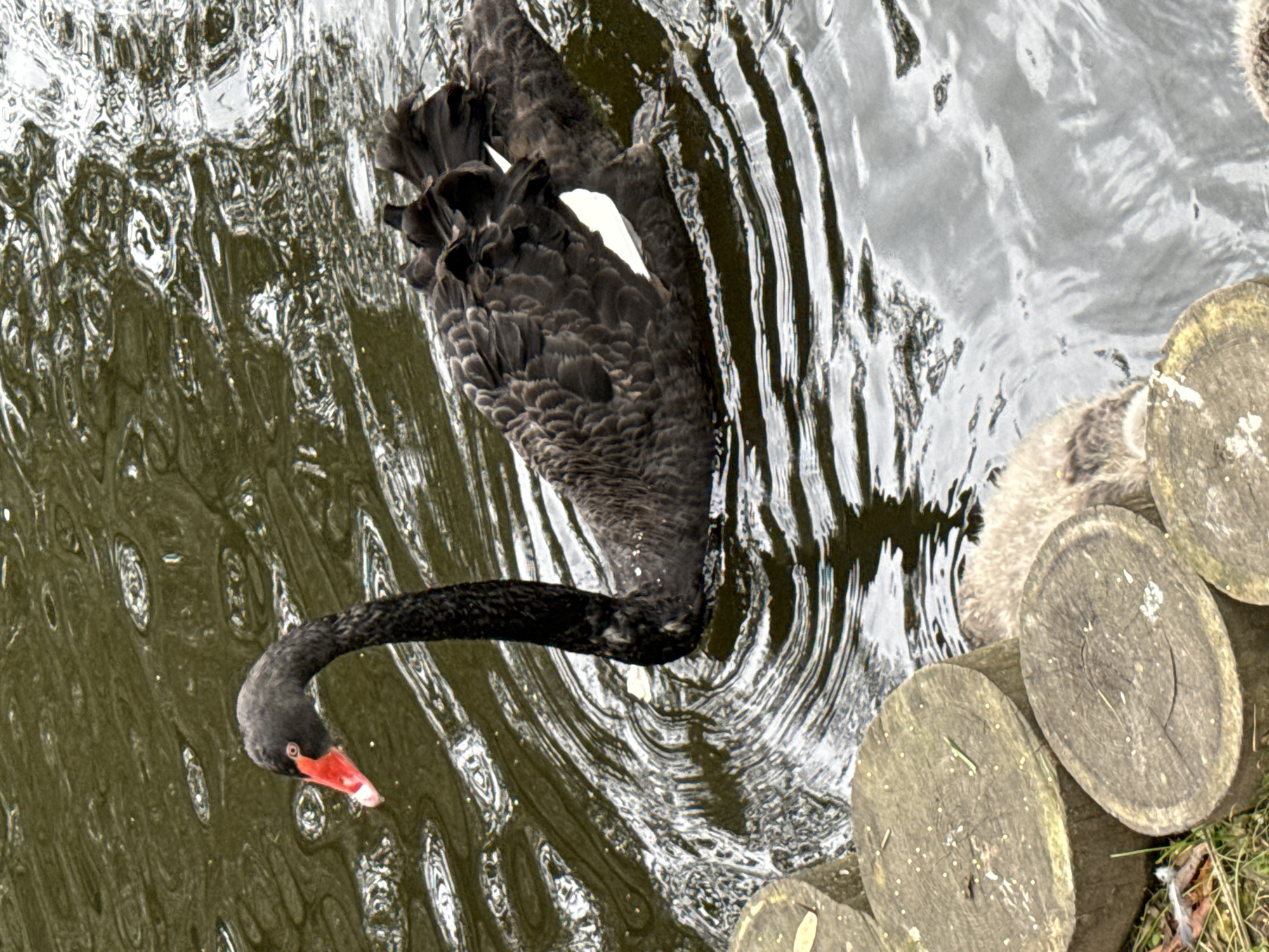 A black swan with a red beak swims in a body of water. In the foreground, three cut logs are visible on the bank of the water. The water appears murky and reflects the sky.