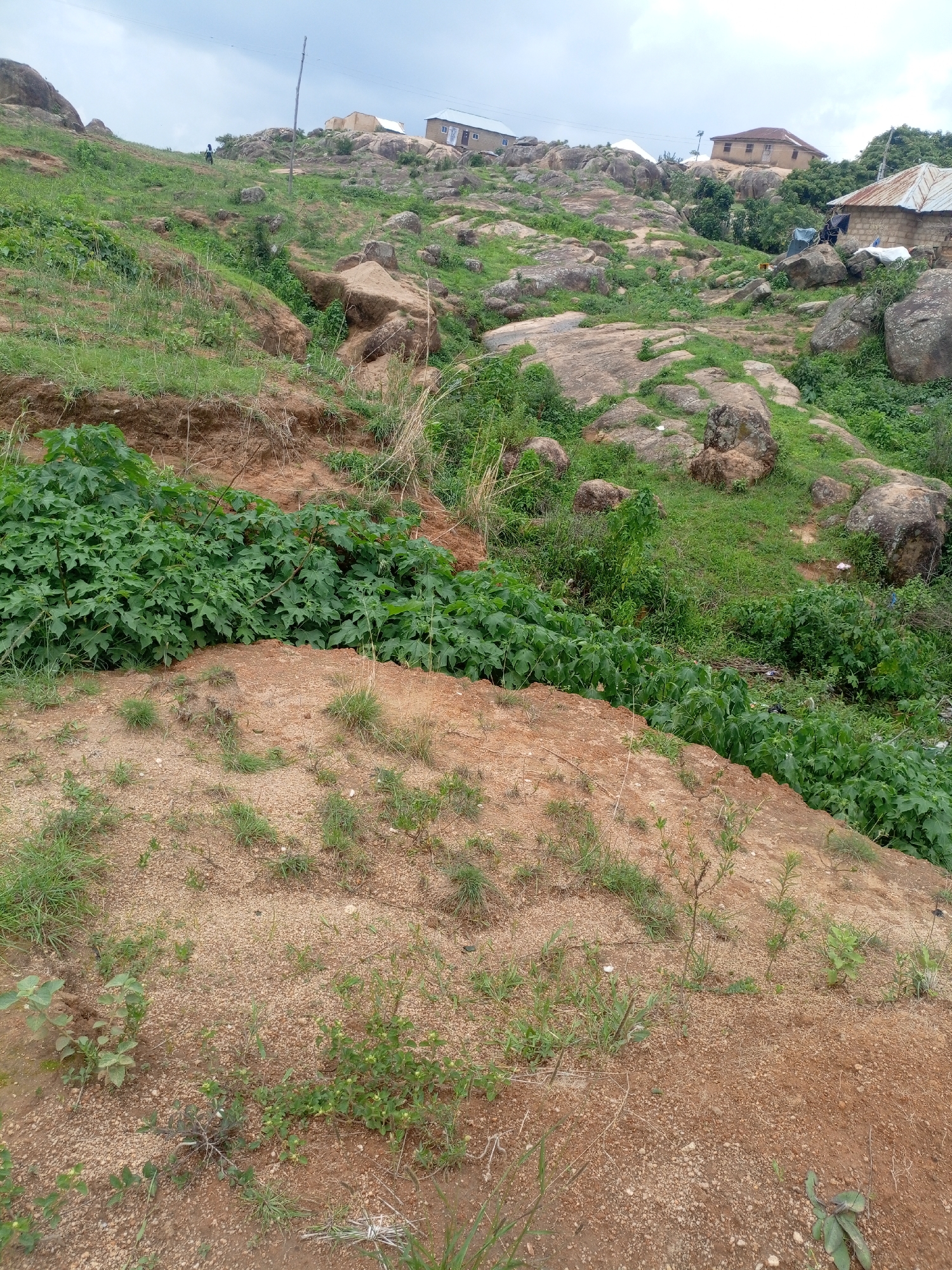 The image depicts a rugged, rocky hillside in Jos, Nigeria. The terrain is characterized by large boulders scattered across grassy slopes, with patches of reddish-brown soil. Several houses, some with corrugated metal roofs, are visible perched on the upper parts of the hill, suggesting a rural or semi-rural residential area. Lush green vegetation, including large-leafed plants and grasses, covers much of the landscape, indicating a period of growth, likely during or after a rainy season. The sky is overcast, suggesting a cloudy day. There are no clear indications of a specific activity or event taking place; the scene appears to be a static view of the natural and built environment. A solitary figure can be seen on the hillside in the upper left quadrant, and a utility pole is also present. The overall impression is one of a simple, natural setting with human habitation integrated into the landscape.