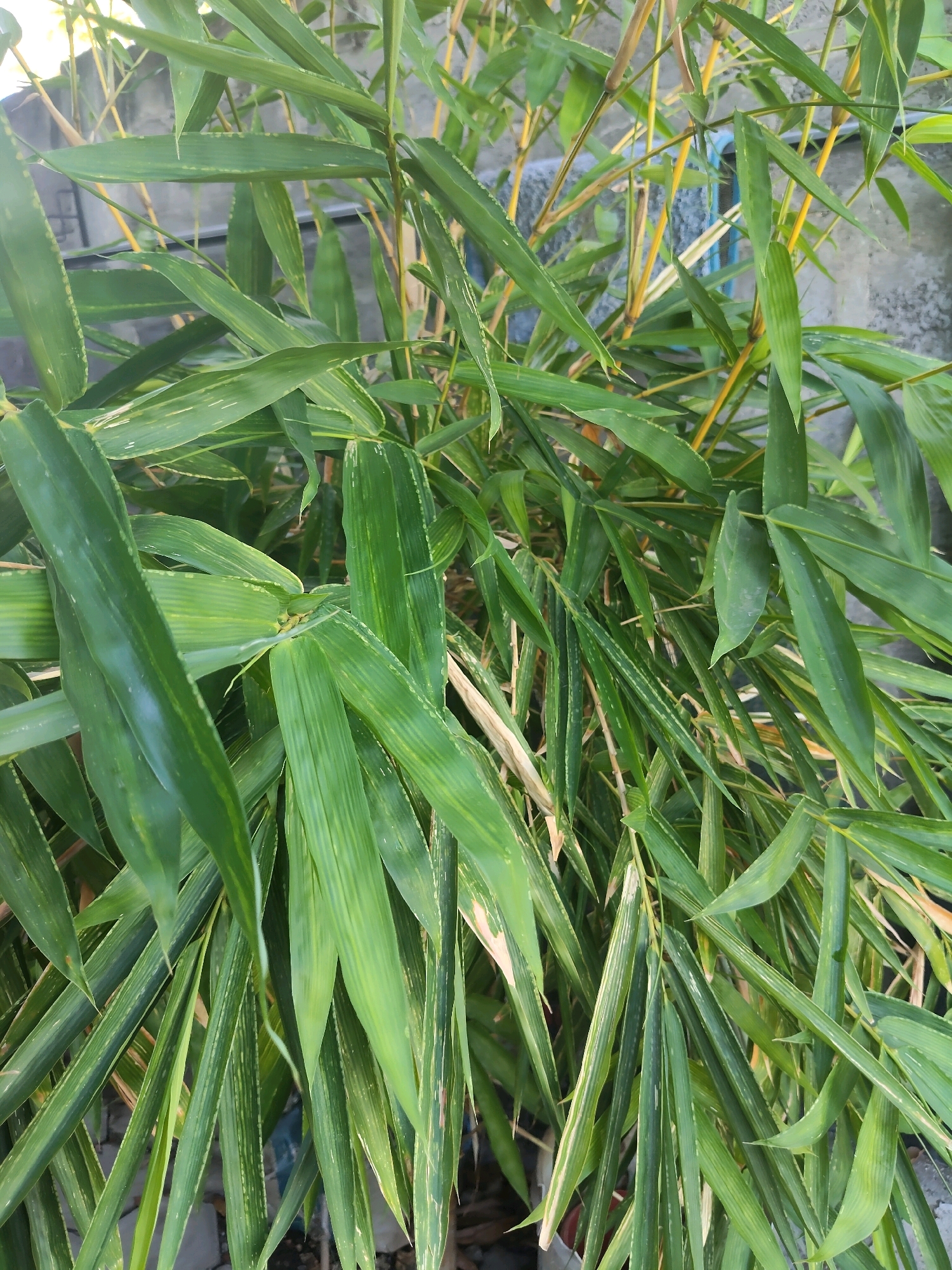 The image shows a close-up of a bamboo plant with long, slender green leaves. Some of the leaves have yellow or white variegation. The bamboo stalks are thin and appear to be a yellowish-green color. In the background, a grey concrete wall and some other out-of-focus elements suggest an outdoor setting. The image does not contain any people or specific landmarks that would definitively place it in Kupang, Indonesia, or any other particular city. The overall impression is that of a typical garden or yard setting with a focus on the bamboo foliage.