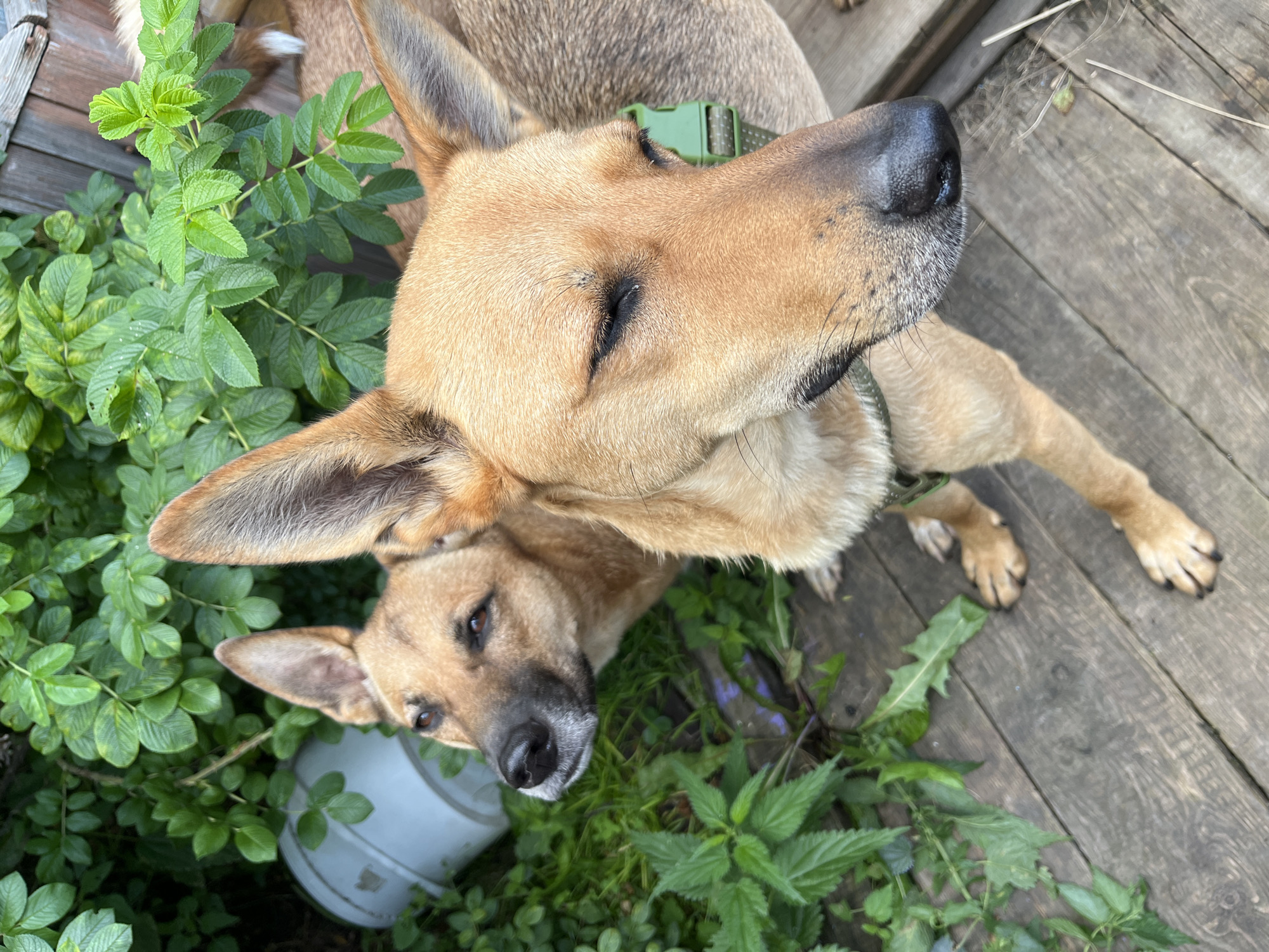 The image shows two tan-colored dogs in an outdoor setting. One dog is in the foreground, facing to the right with its eyes closed and its snout partially visible. It is wearing a green collar. The second dog is positioned behind and to the left of the first dog, looking to the left. Both dogs have pointed ears. The background consists of green foliage and what appears to be a wooden deck or pathway. There is also a light-colored cylindrical object visible among the plants on the left side of the image. The scene is not identifiable as being in Nizhny Tagil, Russia, or any specific city.