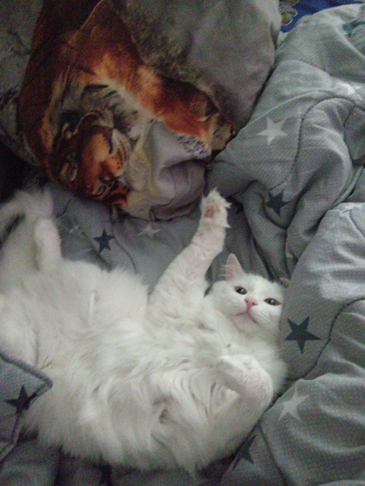 In Belogorsk, Russia, a fluffy white cat with green eyes is lying on its back on a grey blanket adorned with white and dark blue stars. The cat's paws are in the air, with its right paw raised higher than its left. To the left of the cat, a portion of a blanket featuring a tiger print is visible. The scene is indoors, suggesting it is a domestic setting.