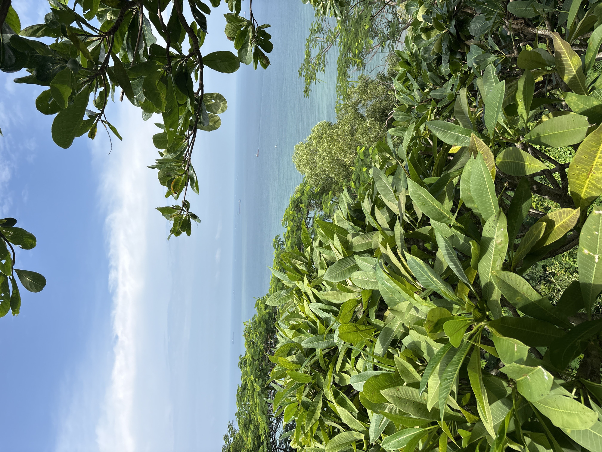 The image depicts a lush, verdant landscape overlooking a body of water, likely the Saigon River or a coastal area near Ho Chi Minh City, Vietnam. In the foreground, dense foliage of large, broad green leaves dominates the frame, with some leaves showing hints of yellowing or browning at the edges. These leaves appear to be from tropical plants, possibly frangipani or similar species, with their characteristic elongated, pointed shapes and prominent veins.
Beyond the immediate vegetation, a panorama unfolds of a calm, turquoise body of water stretching towards the horizon. The water is relatively clear, allowing for a view of the seabed in shallower areas. Several ships, appearing as small dots in the distance, are visible on the water, suggesting maritime activity.
The sky above is a bright blue, punctuated by scattered white clouds that create a soft, dappled light effect on the scene. The overall impression is one of a serene, natural setting, possibly a viewpoint in a park or a hillside overlooking the water, offering a tranquil escape from the urban environment of Ho Chi Minh City. The composition, with the framing of the foliage in the foreground and the expansive view beyond, creates a sense of depth and immersion in nature. No people or specific landmarks are identifiable in the image.