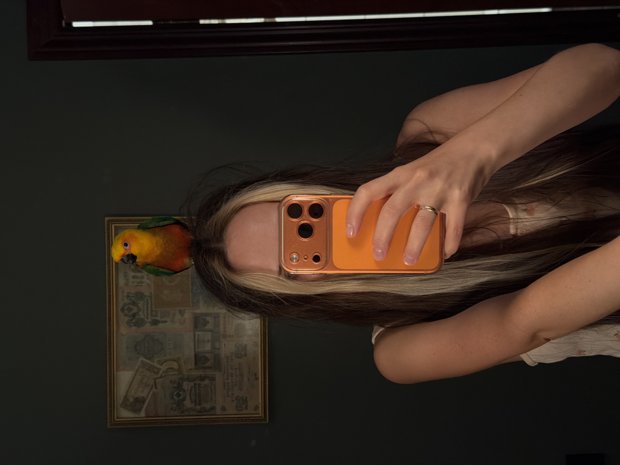 The image depicts a person holding an orange smartphone, obscuring their face. The person has long brown hair with a blonde streak, and a gold ring is visible on their finger. A colorful bird, a sun conure, is perched on a framed artwork hanging on a dark wall. The artwork features what appear to be old documents or certificates. A dark wooden frame and window blind detail are visible at the top of the image.
The location is not discernible from this image.